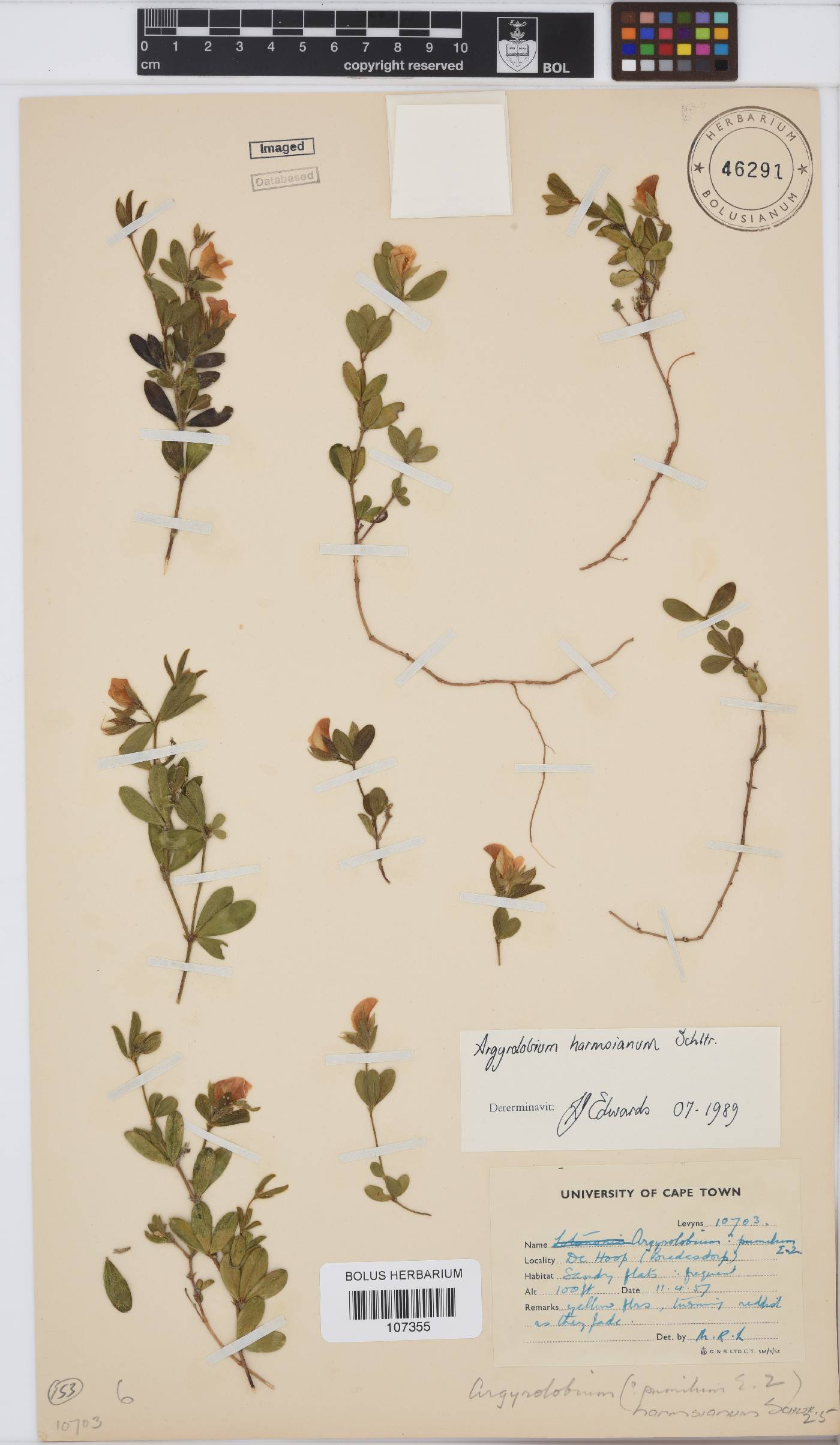 Argyrolobium harmsianum image