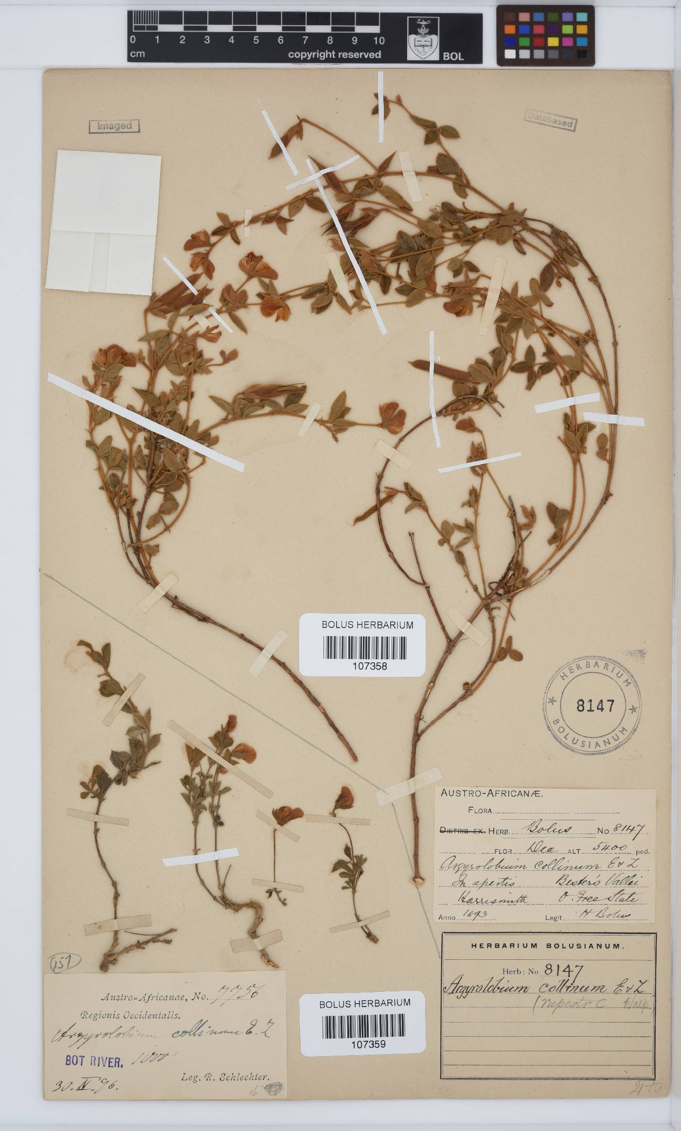 Argyrolobium collinum image