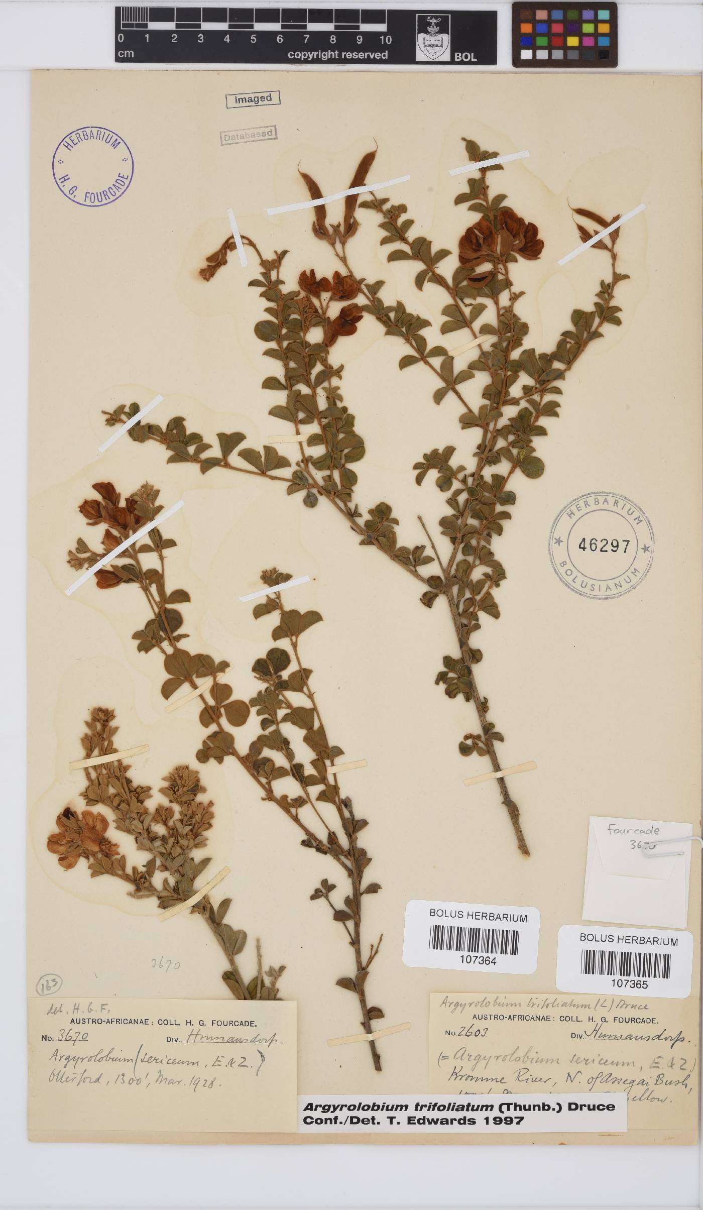 Argyrolobium trifoliatum image