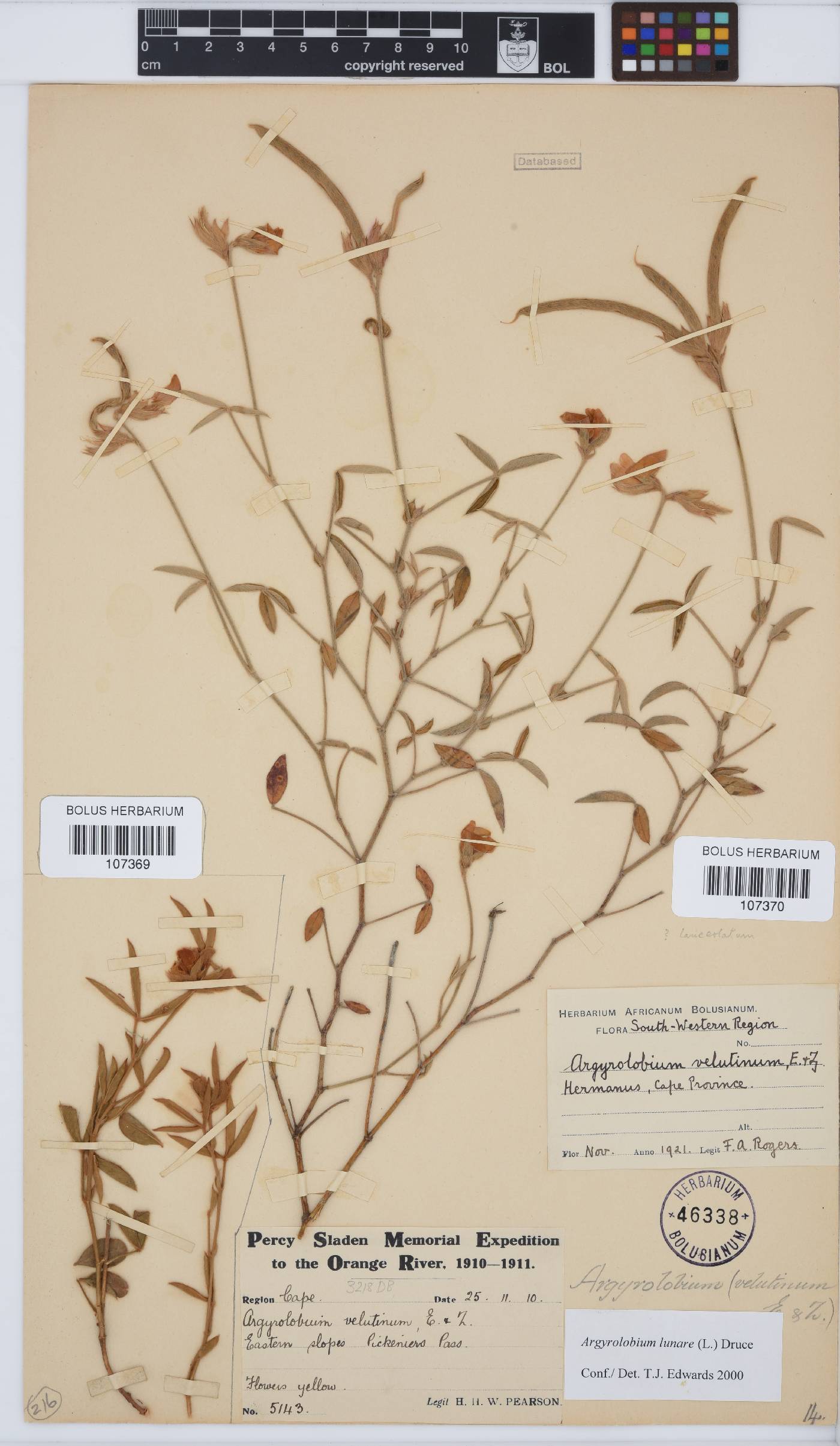 Argyrolobium lunare image