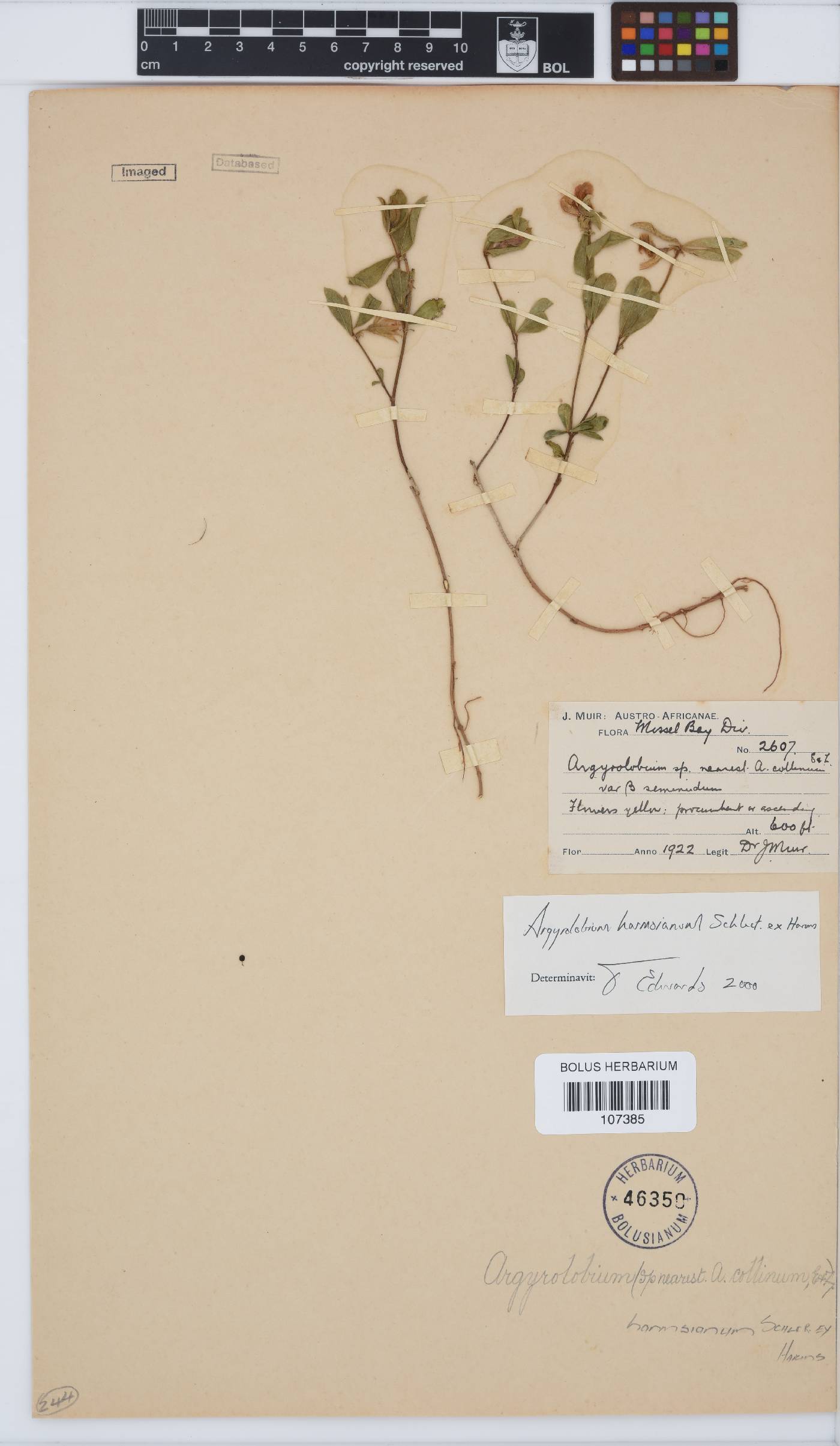 Argyrolobium harmsianum image