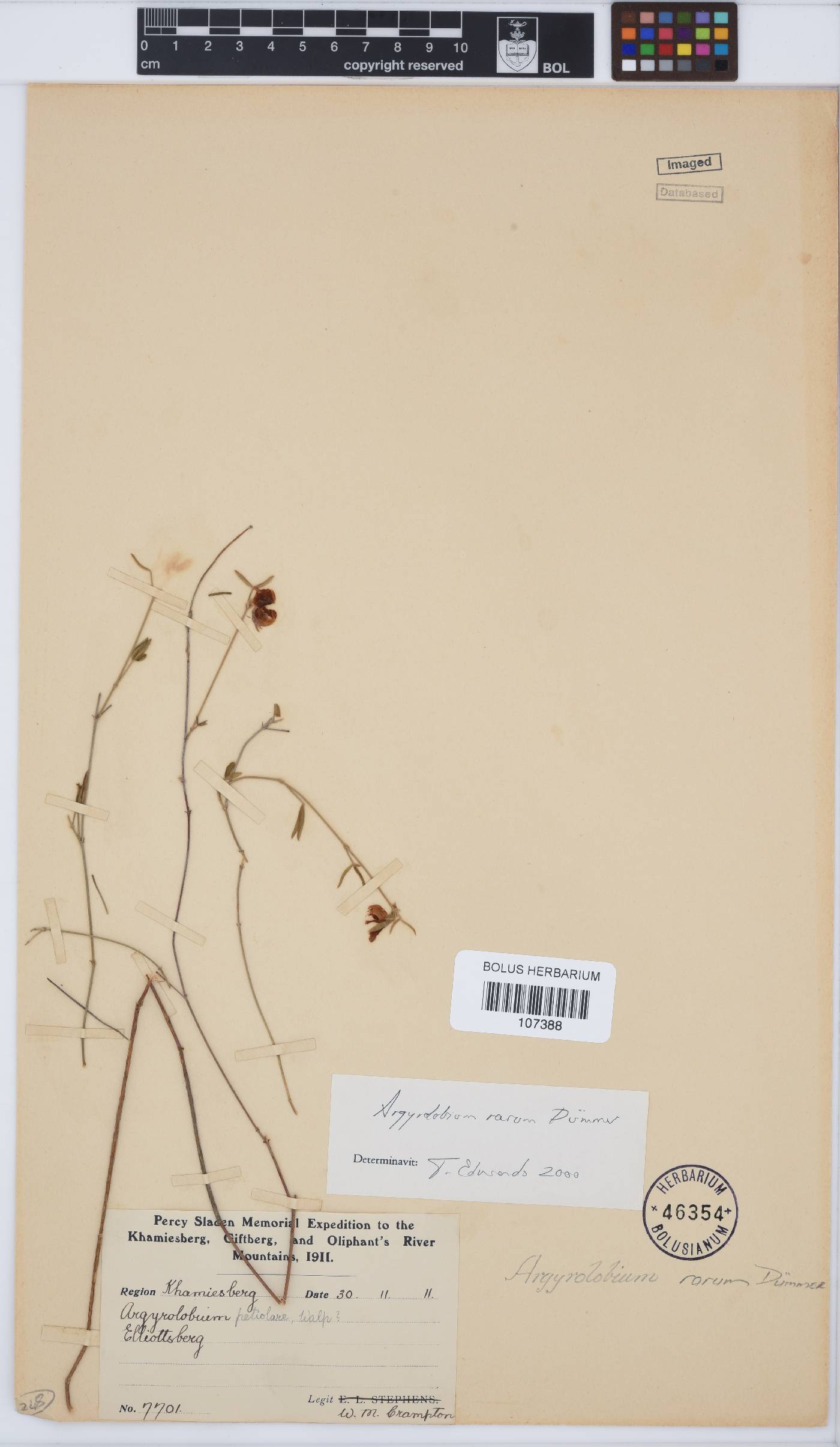 Argyrolobium rarum image