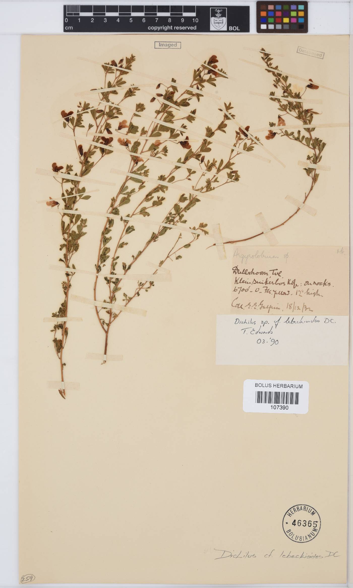 Dichilus lebeckioides image