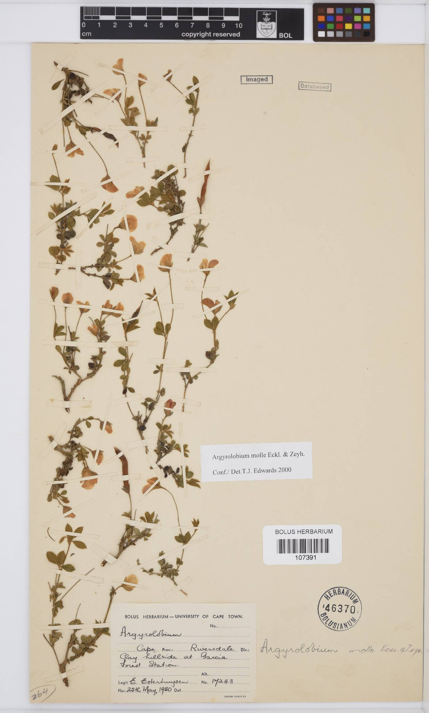Argyrolobium molle image