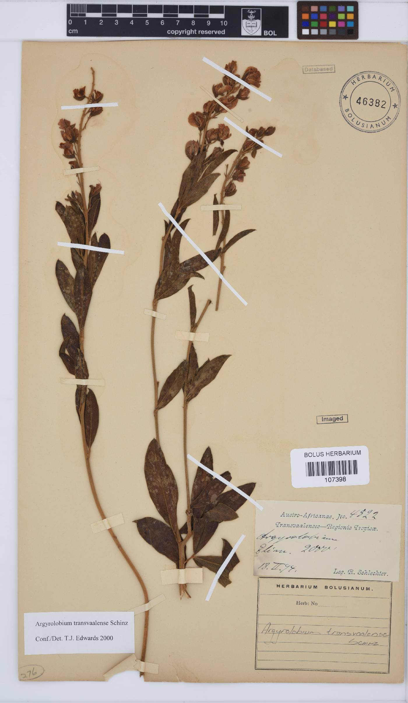 Argyrolobium transvaalense image