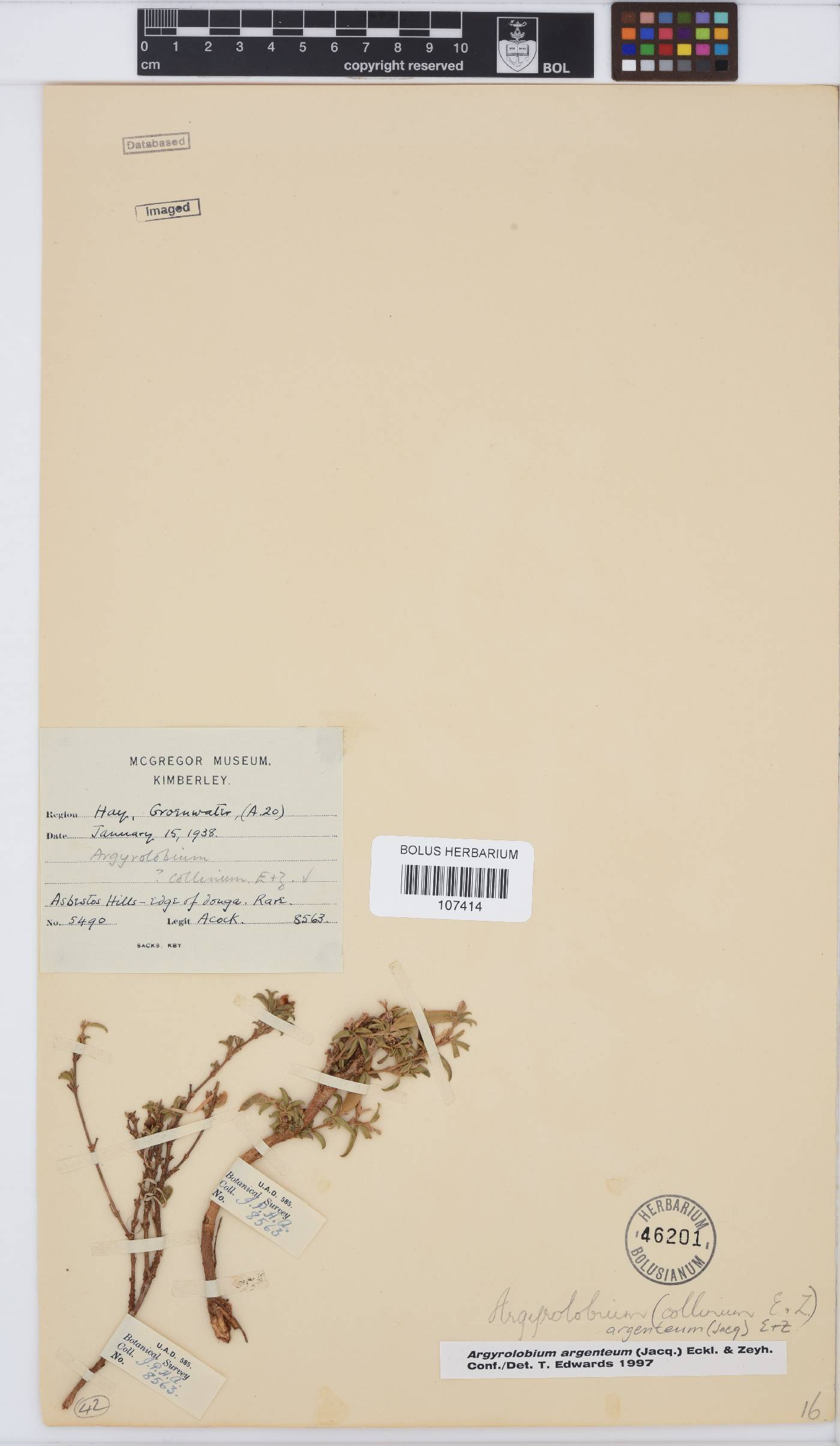 Argyrolobium argenteum image