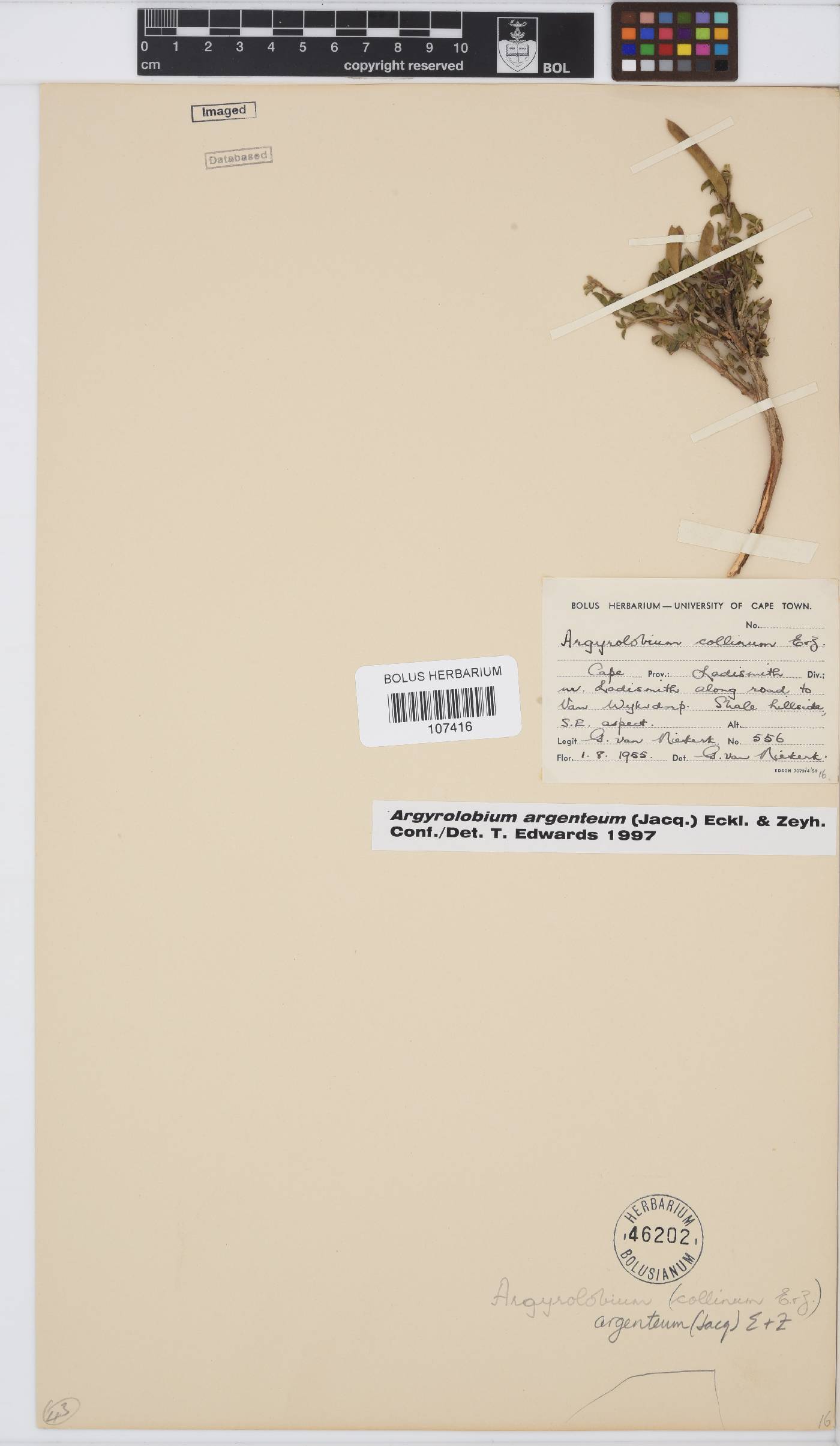 Argyrolobium argenteum image