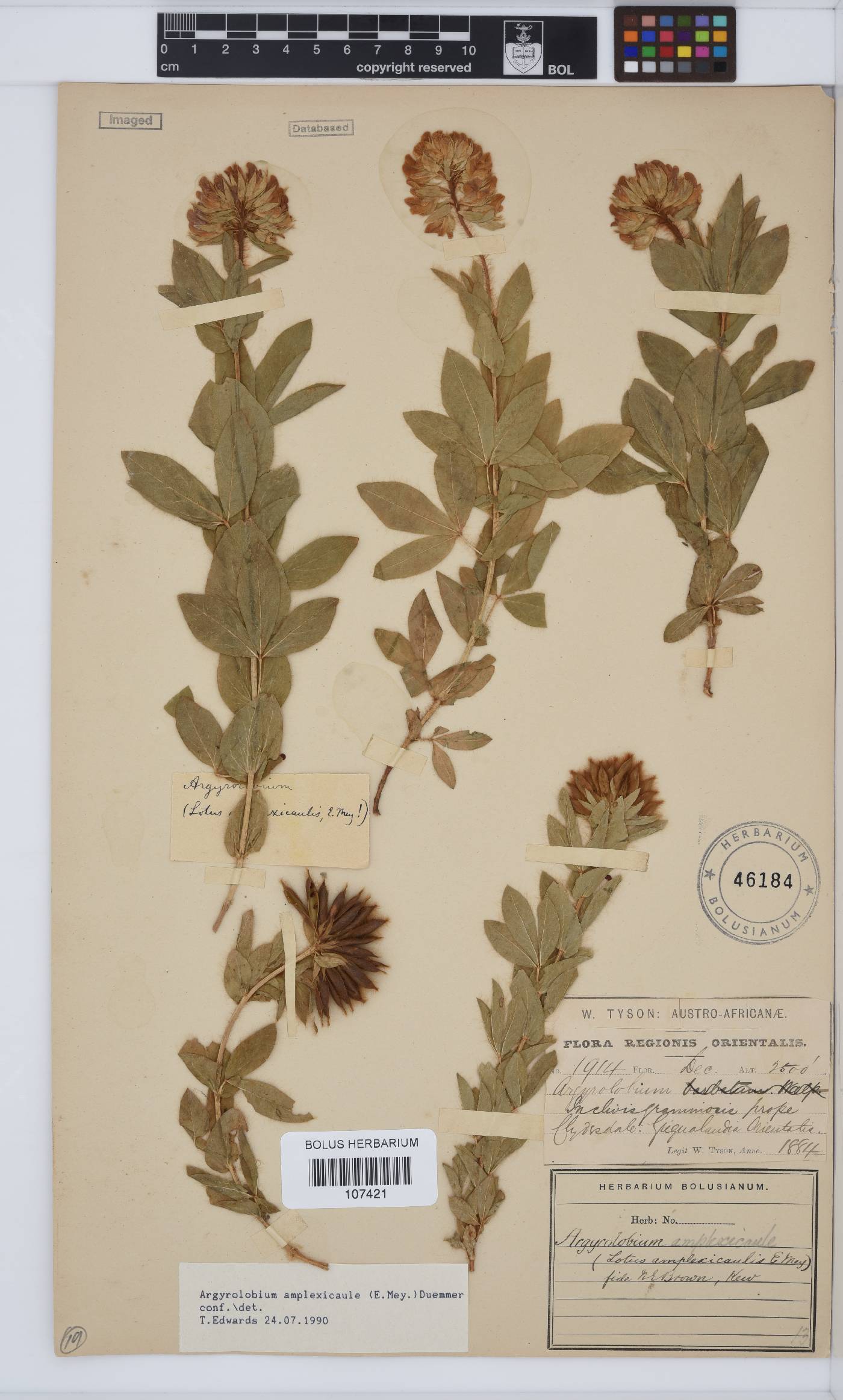 Argyrolobium amplexicaule image