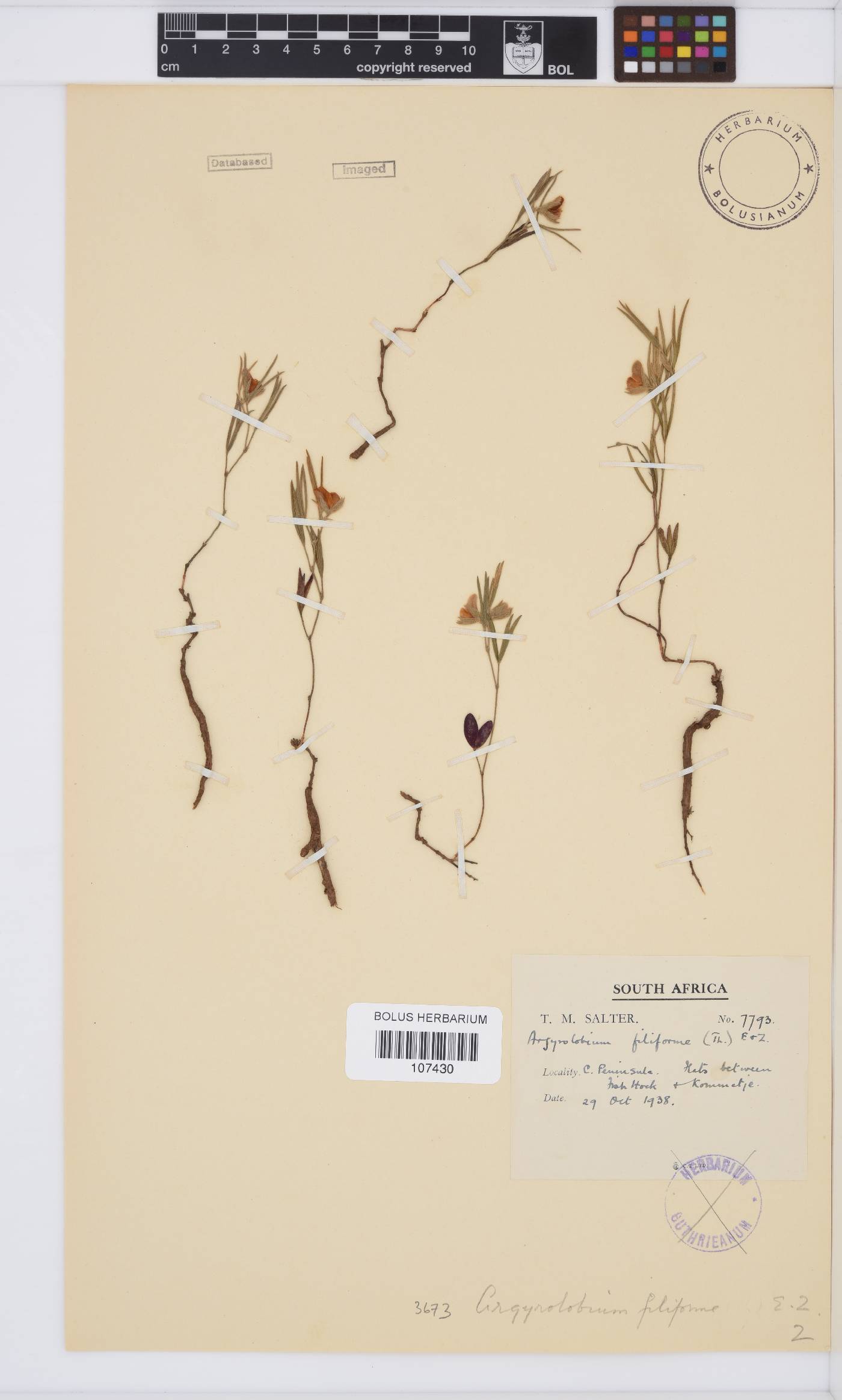 Argyrolobium filiforme image