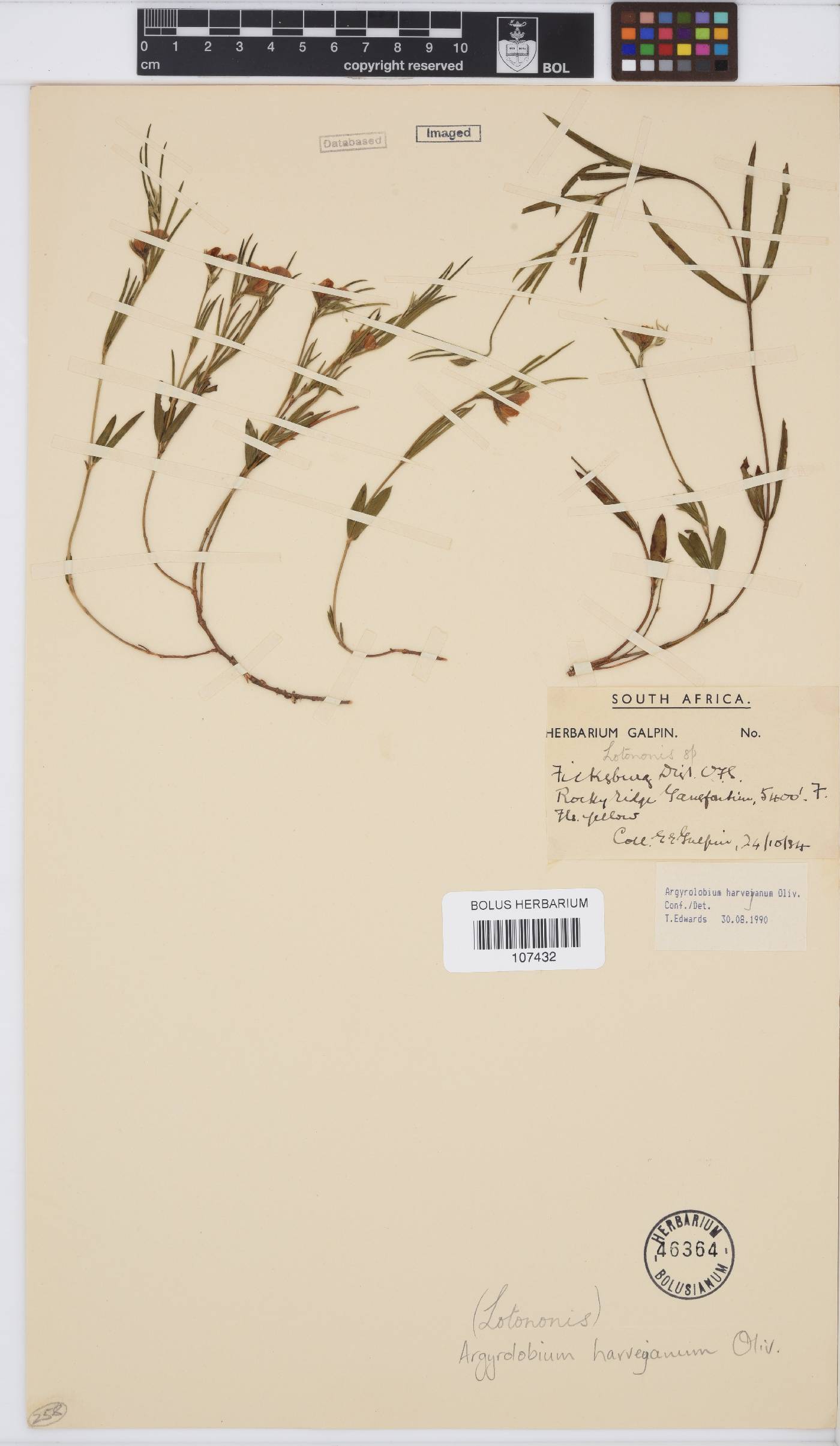 Argyrolobium harveyanum image
