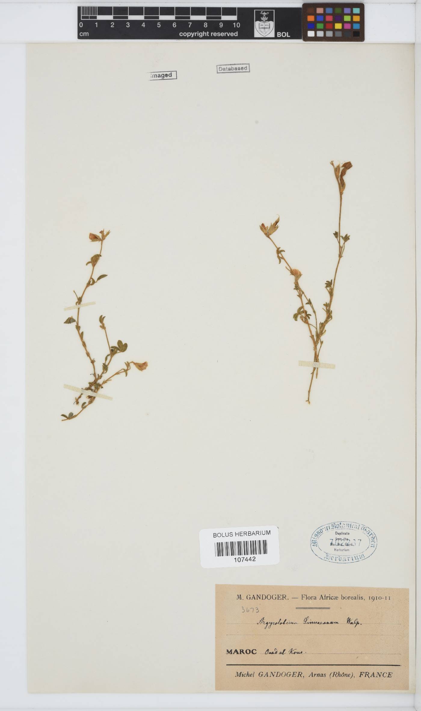 Argyrolobium zanonii subsp. zanonii image
