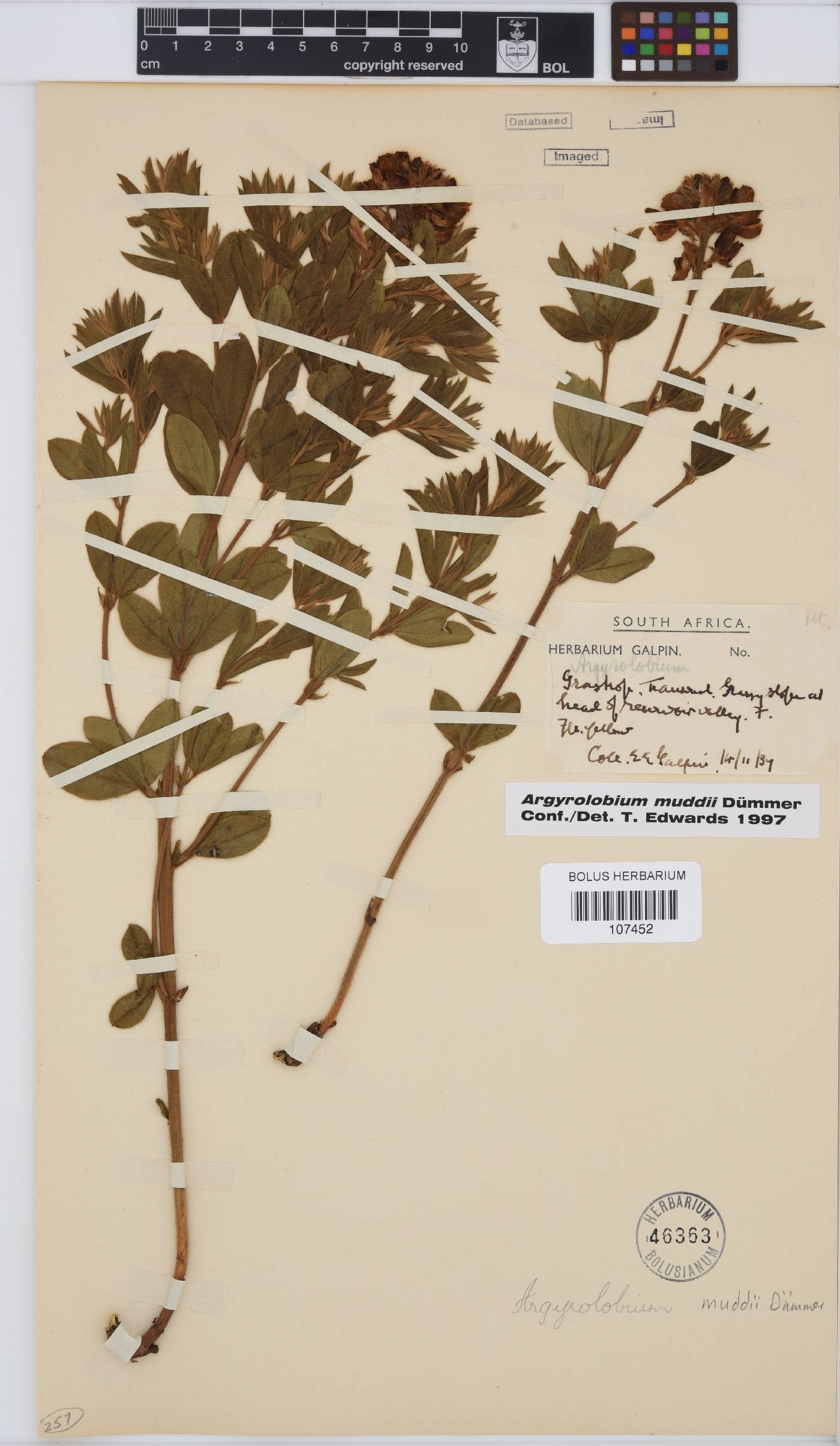 Argyrolobium muddii image