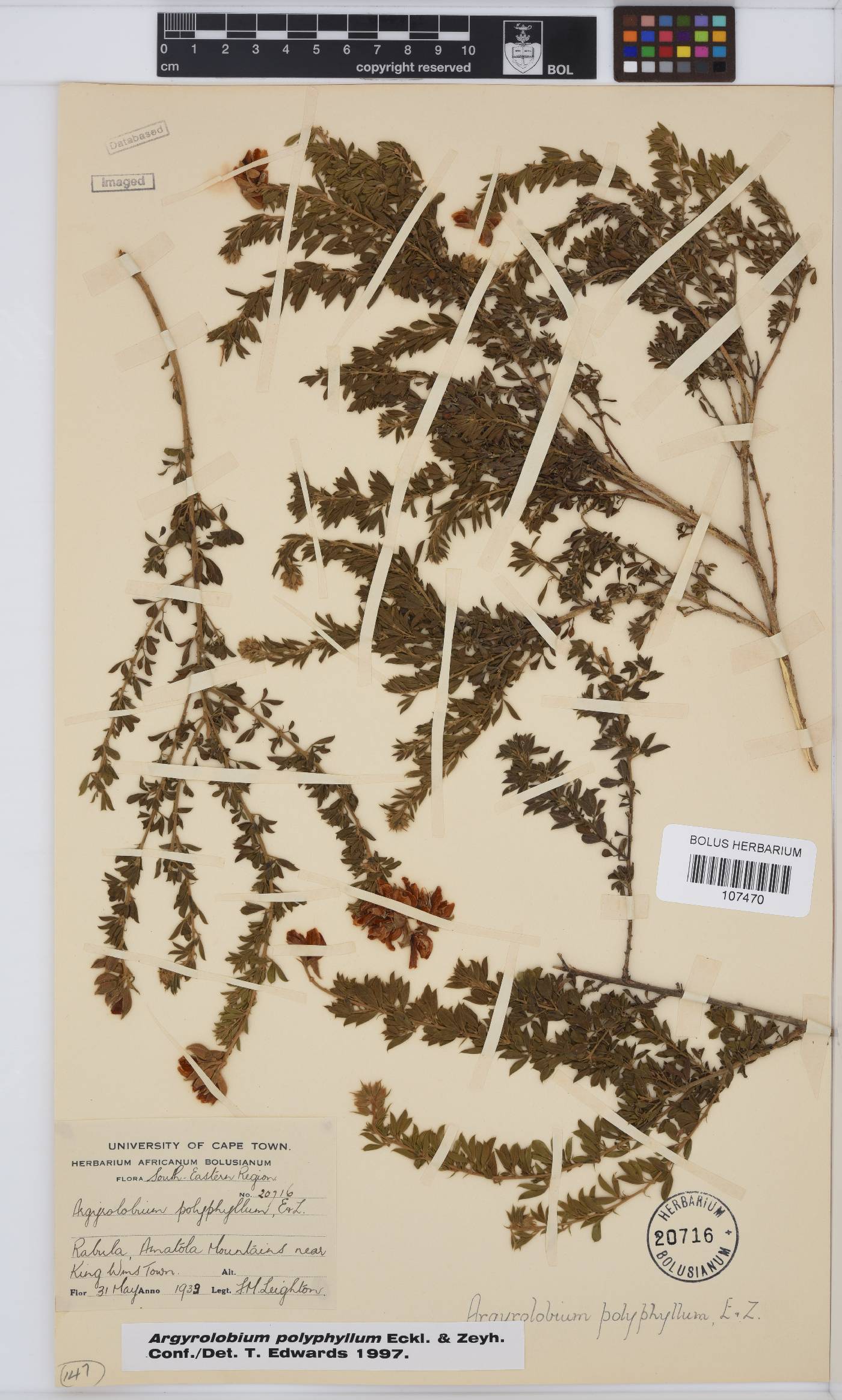 Argyrolobium polyphyllum image