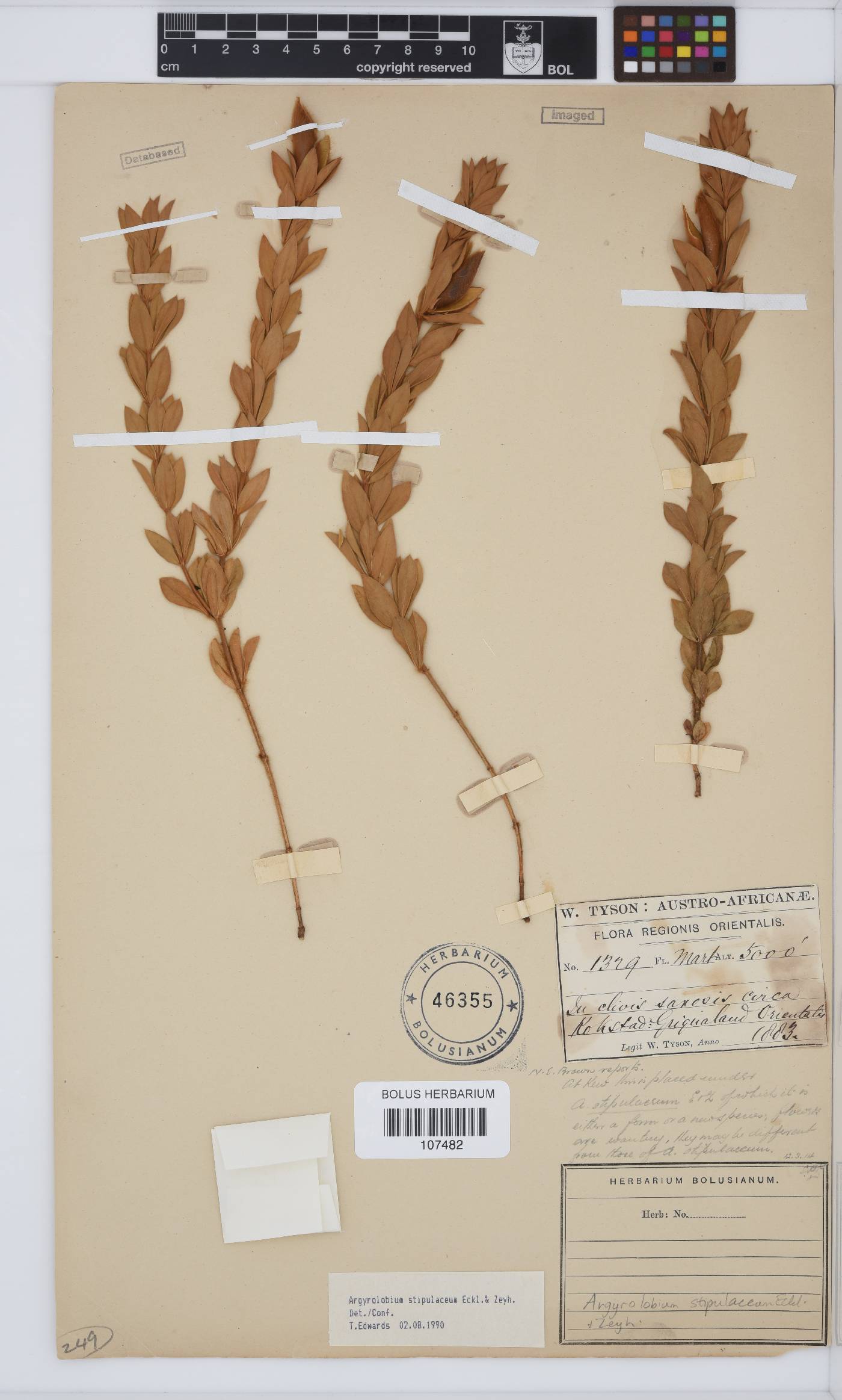 Argyrolobium stipulaceum image