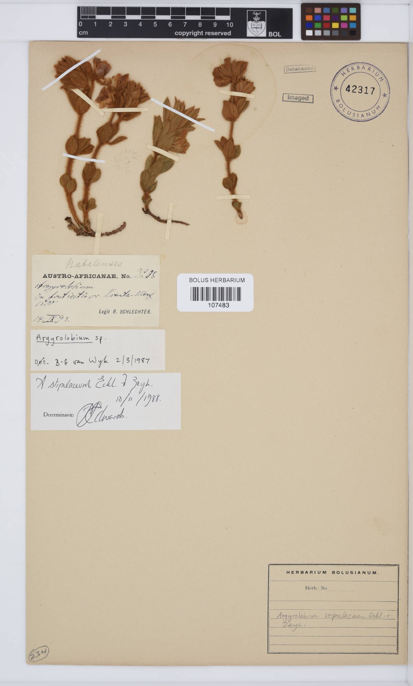 Argyrolobium stipulaceum image