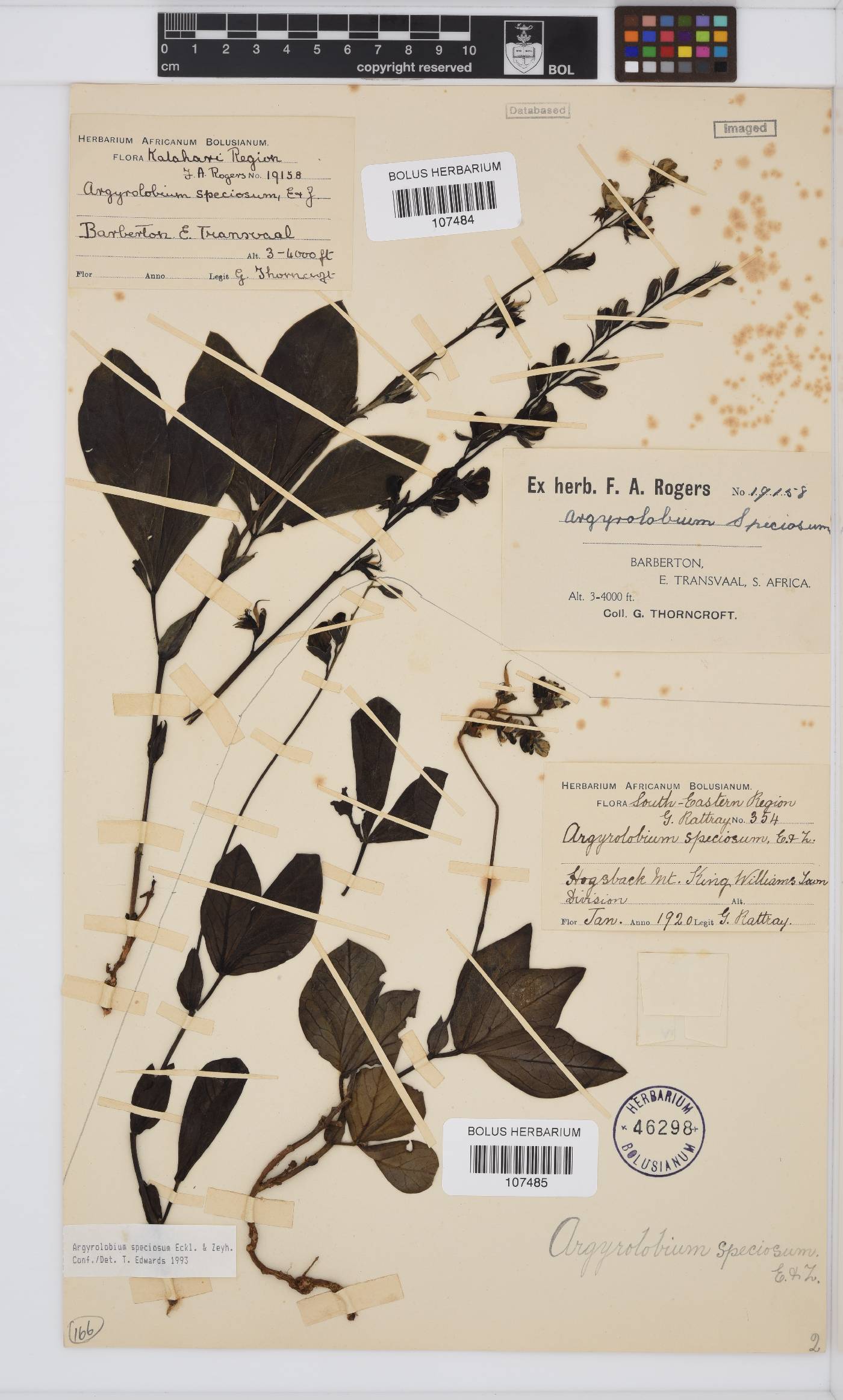 Argyrolobium speciosum image