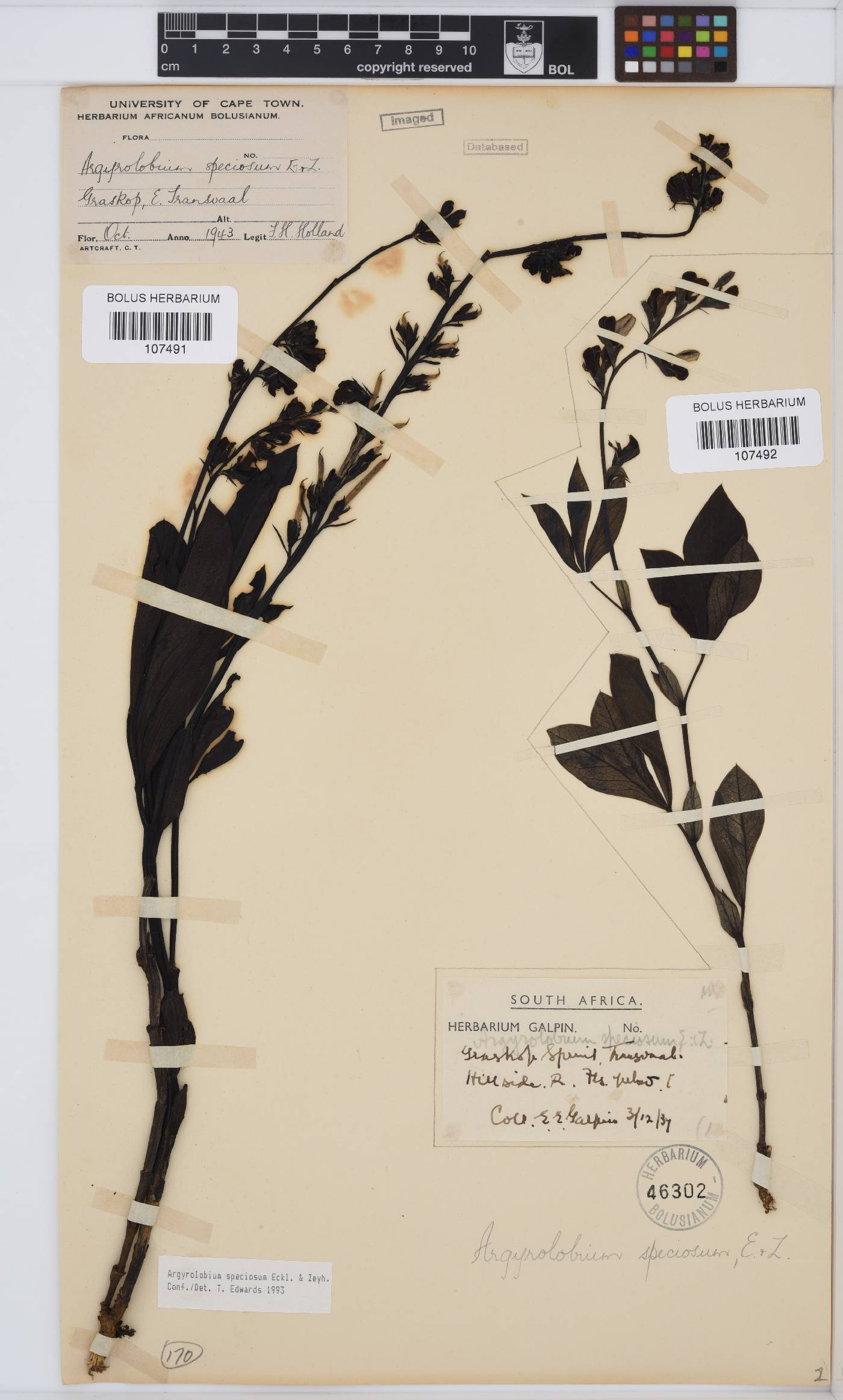 Argyrolobium speciosum image