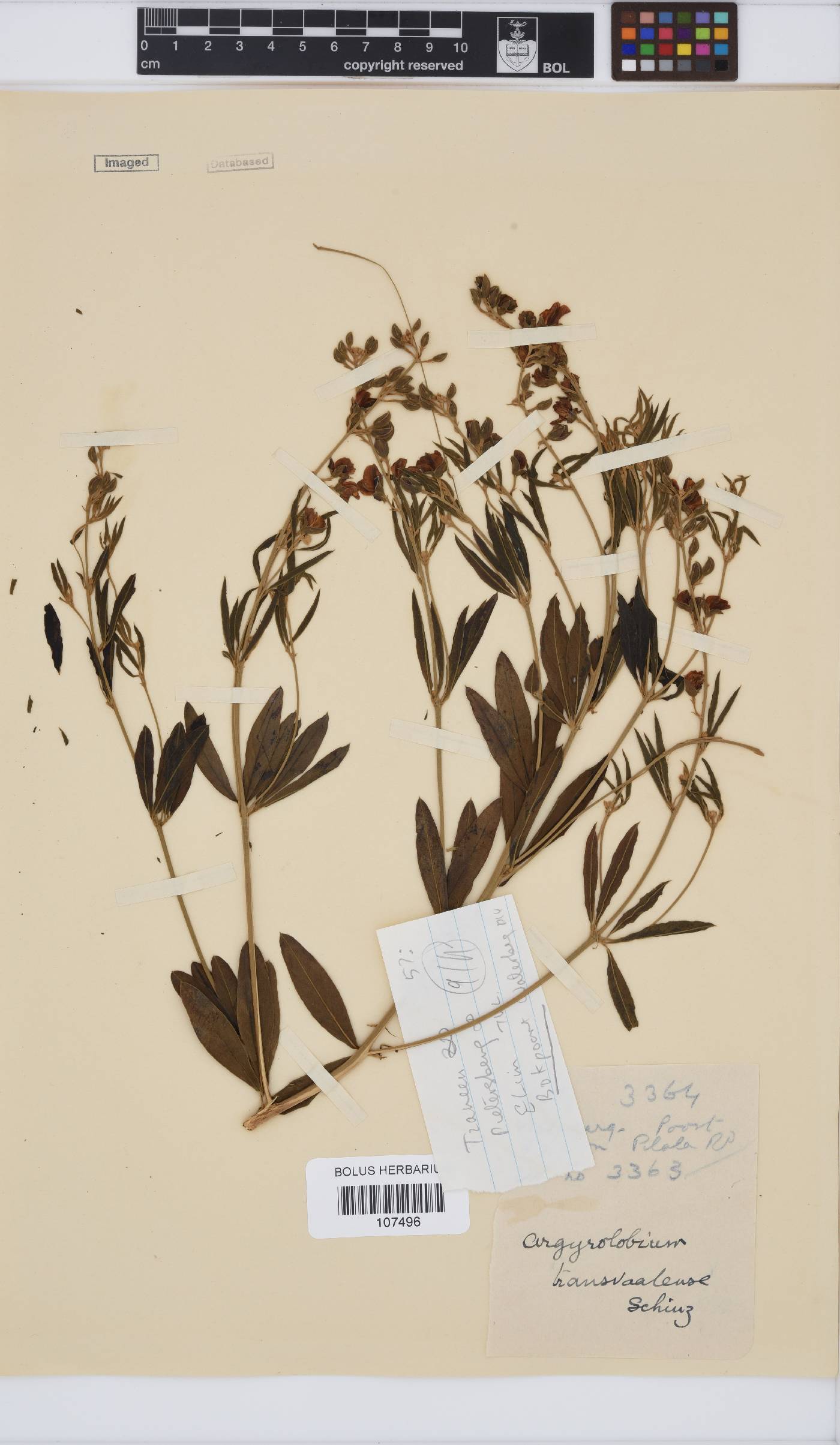 Argyrolobium transvaalense image