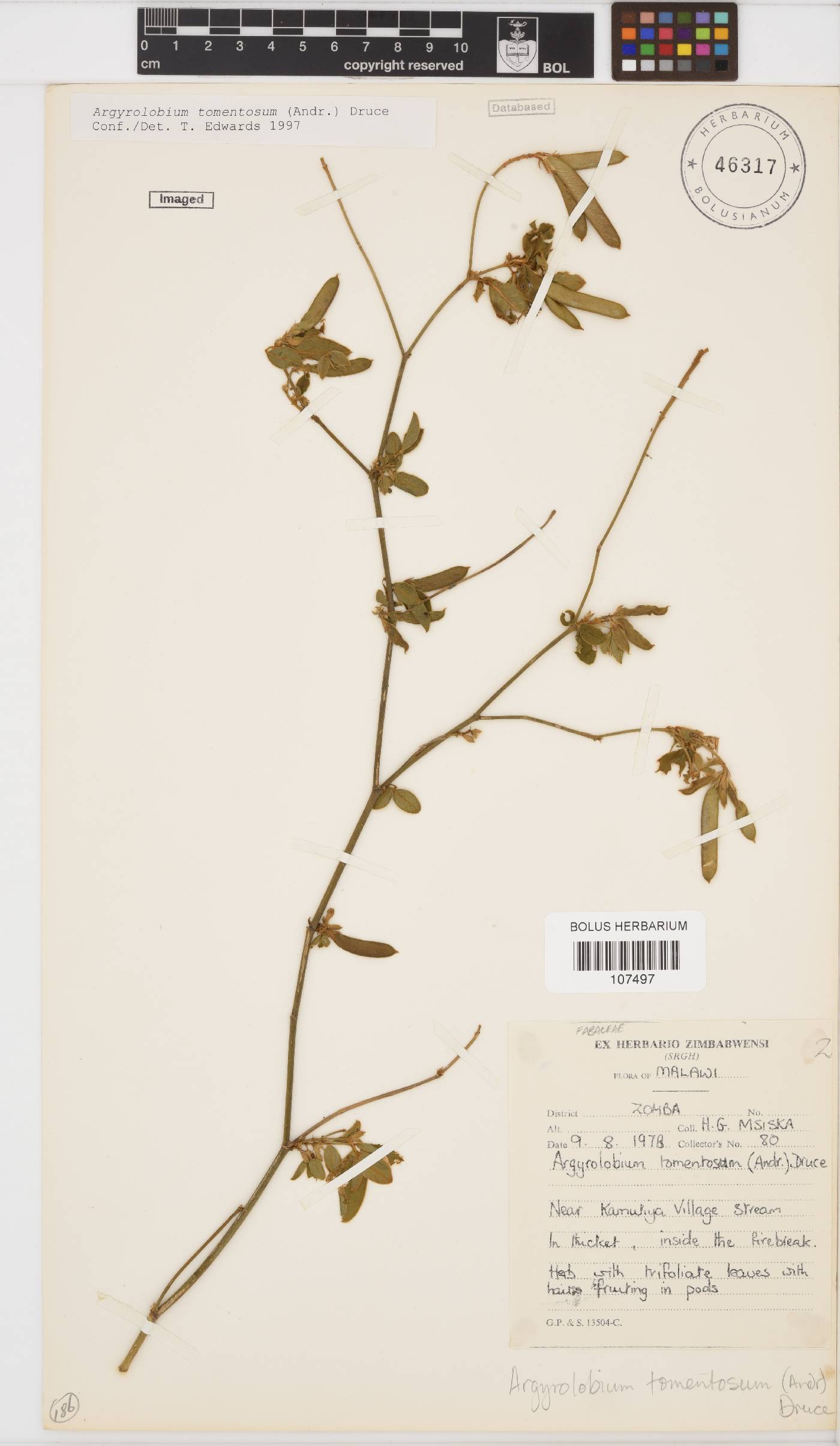 Argyrolobium image