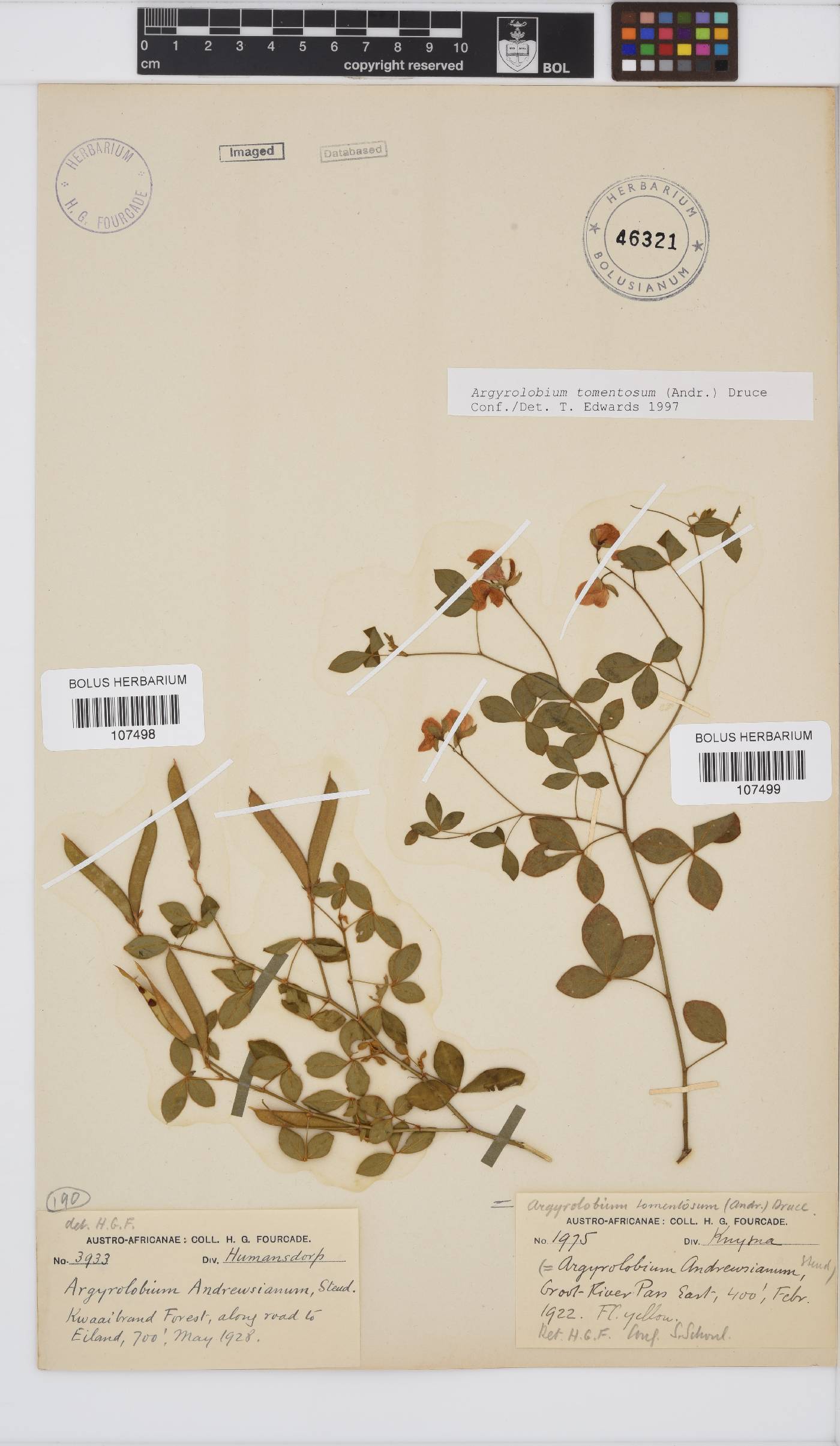 Argyrolobium tomentosum image