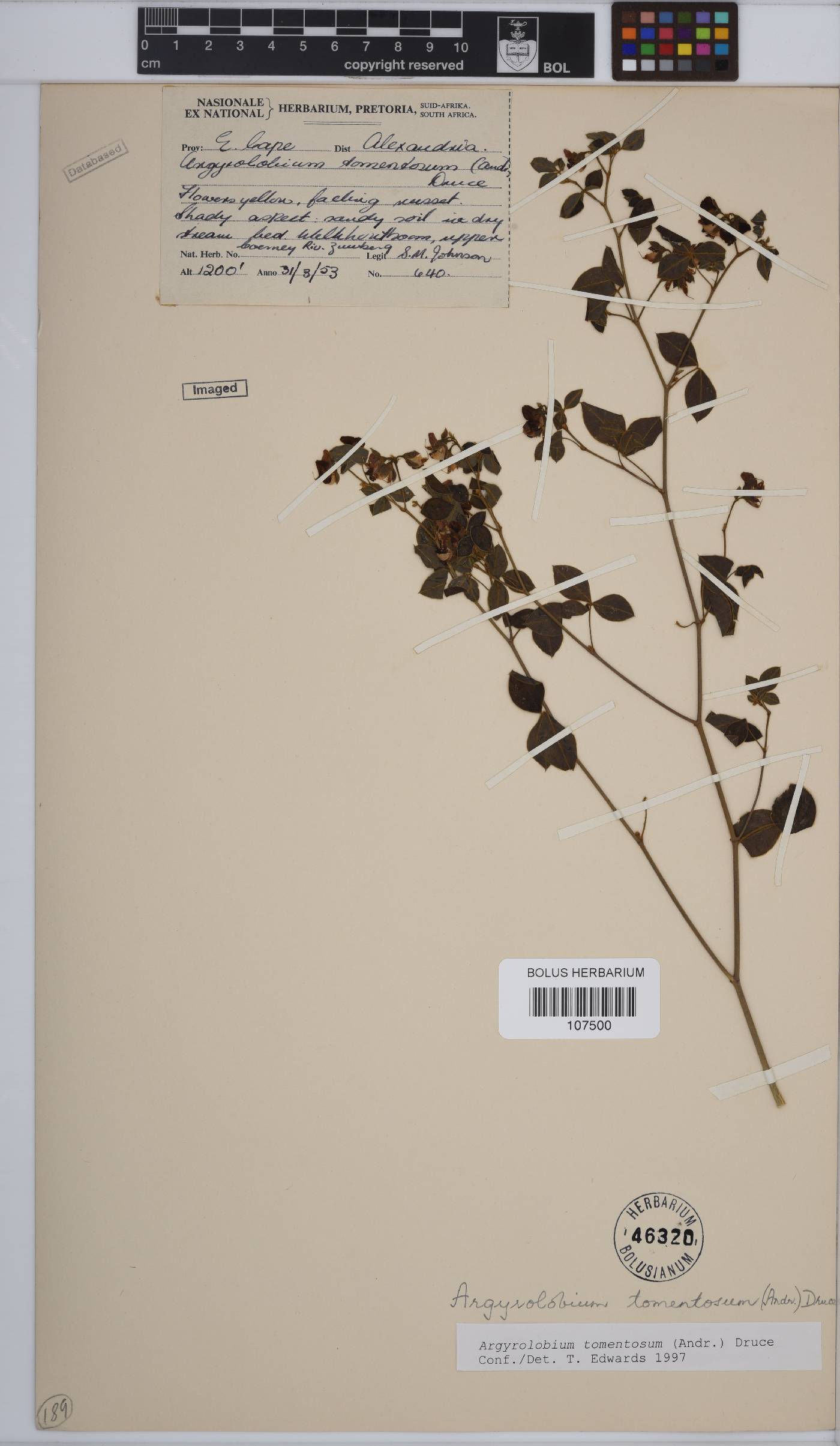 Argyrolobium tomentosum image