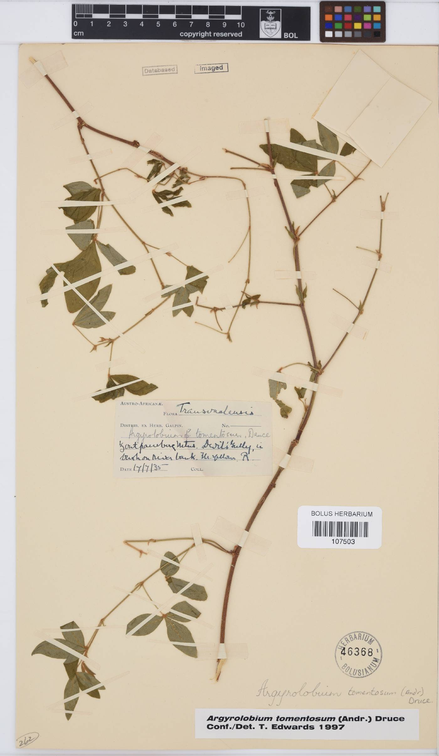 Argyrolobium tomentosum image
