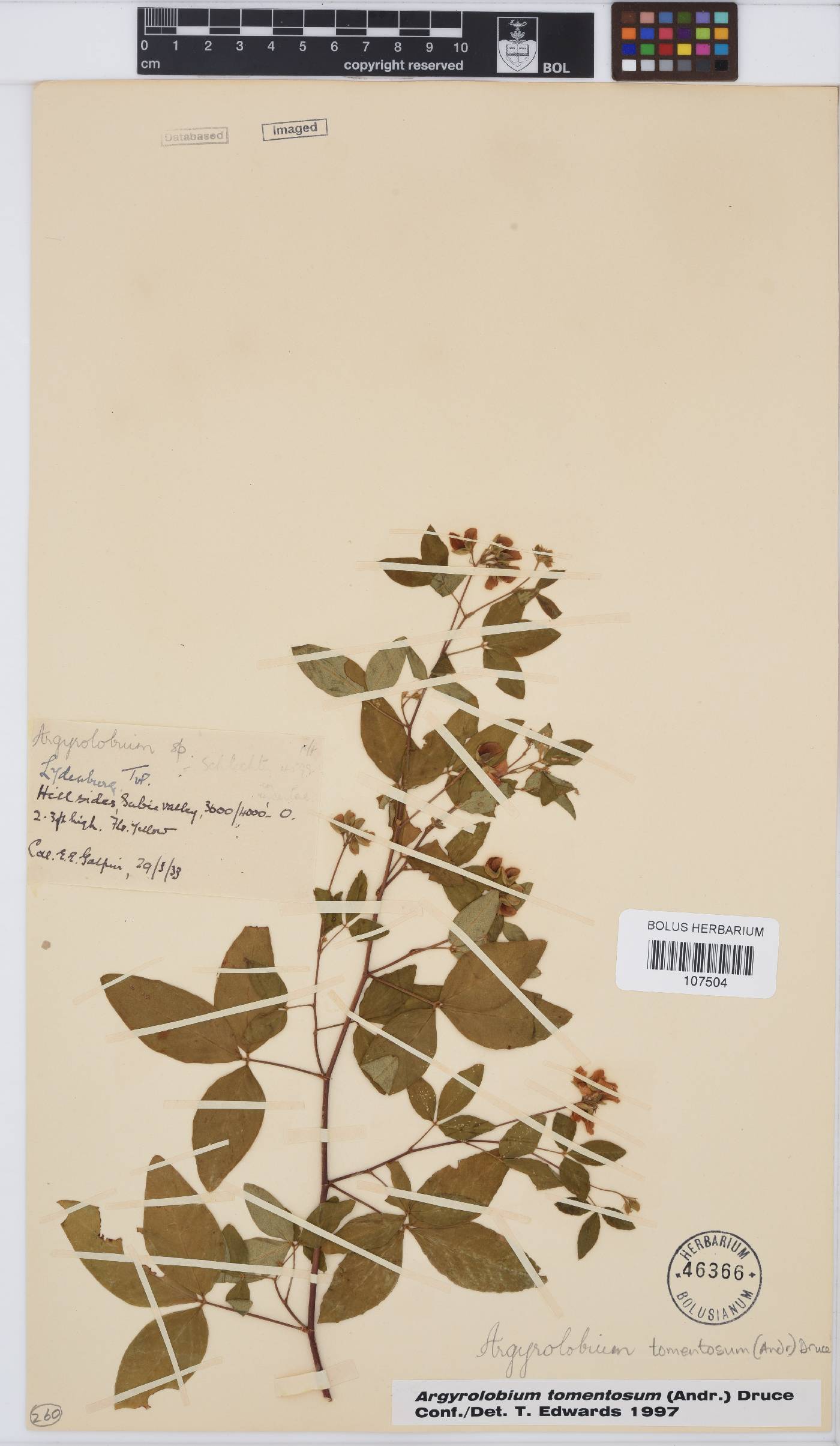 Argyrolobium tomentosum image