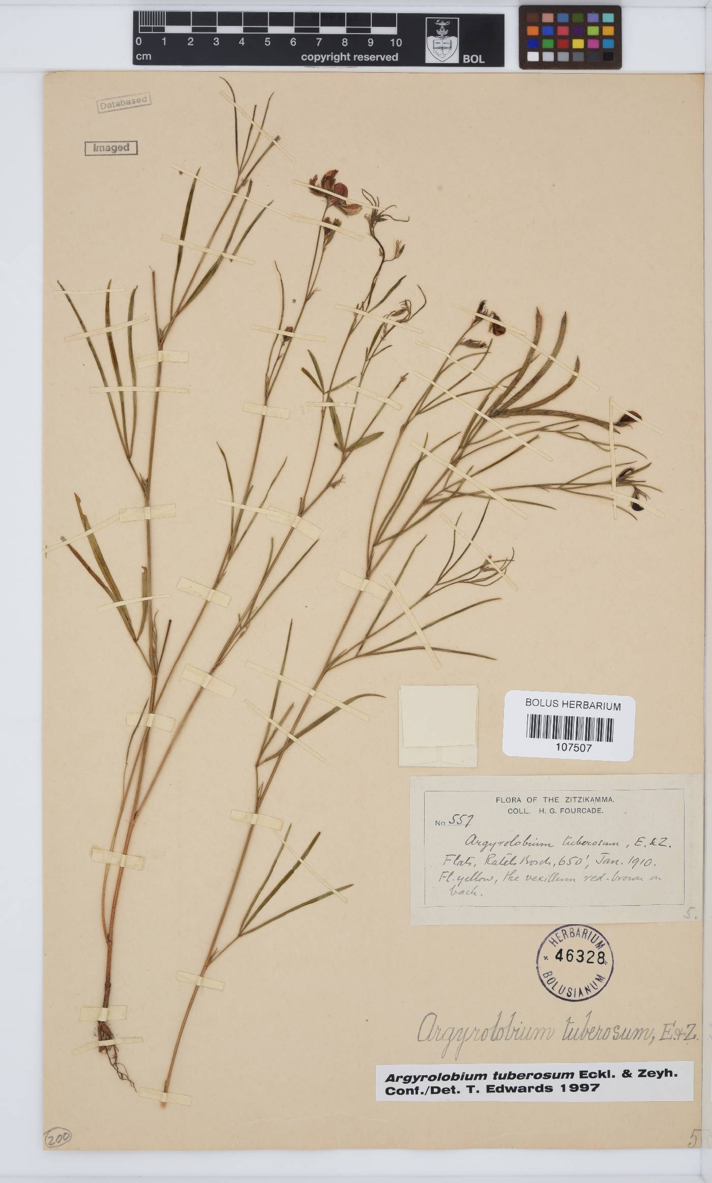 Argyrolobium tuberosum image