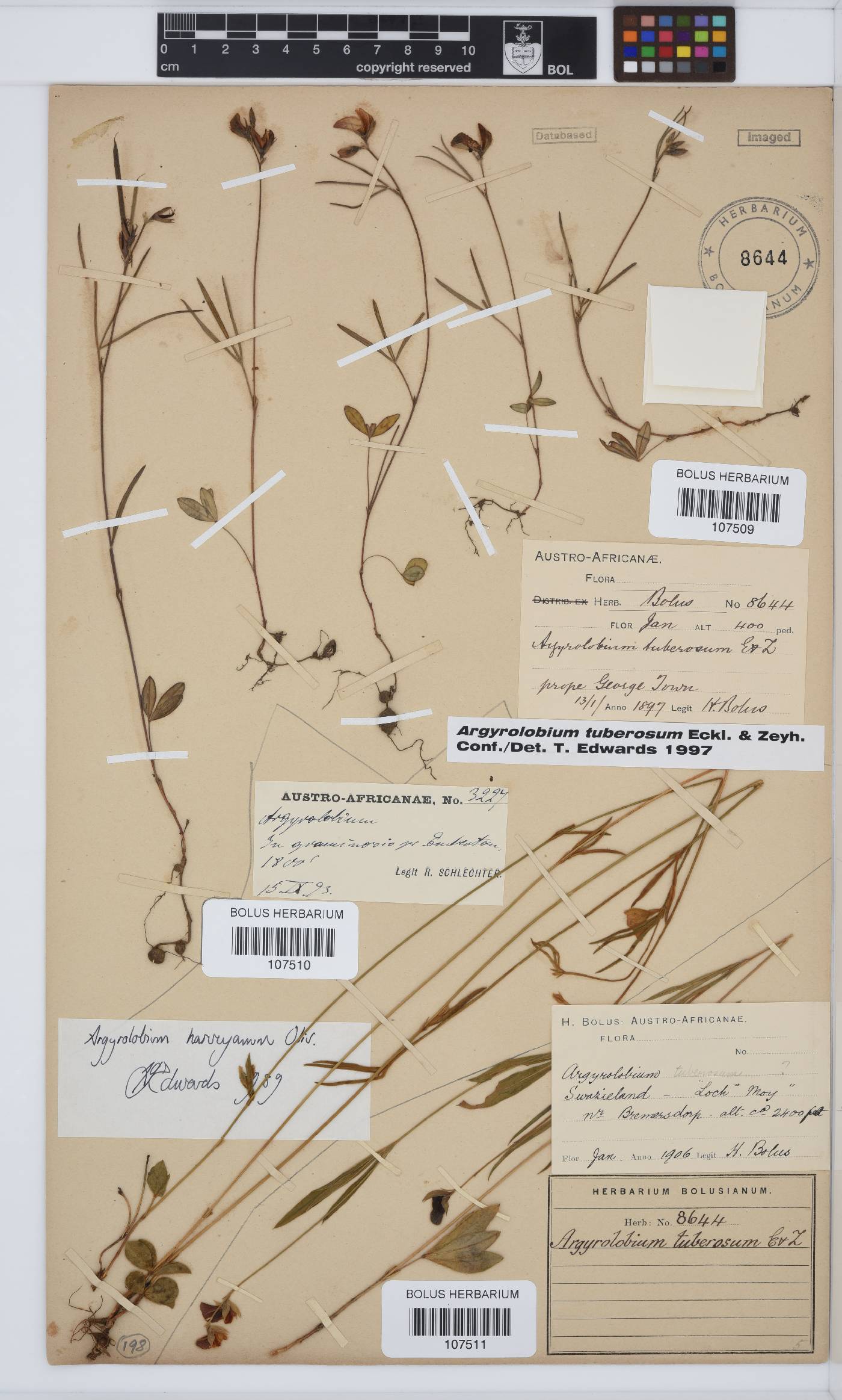 Argyrolobium harveyanum image