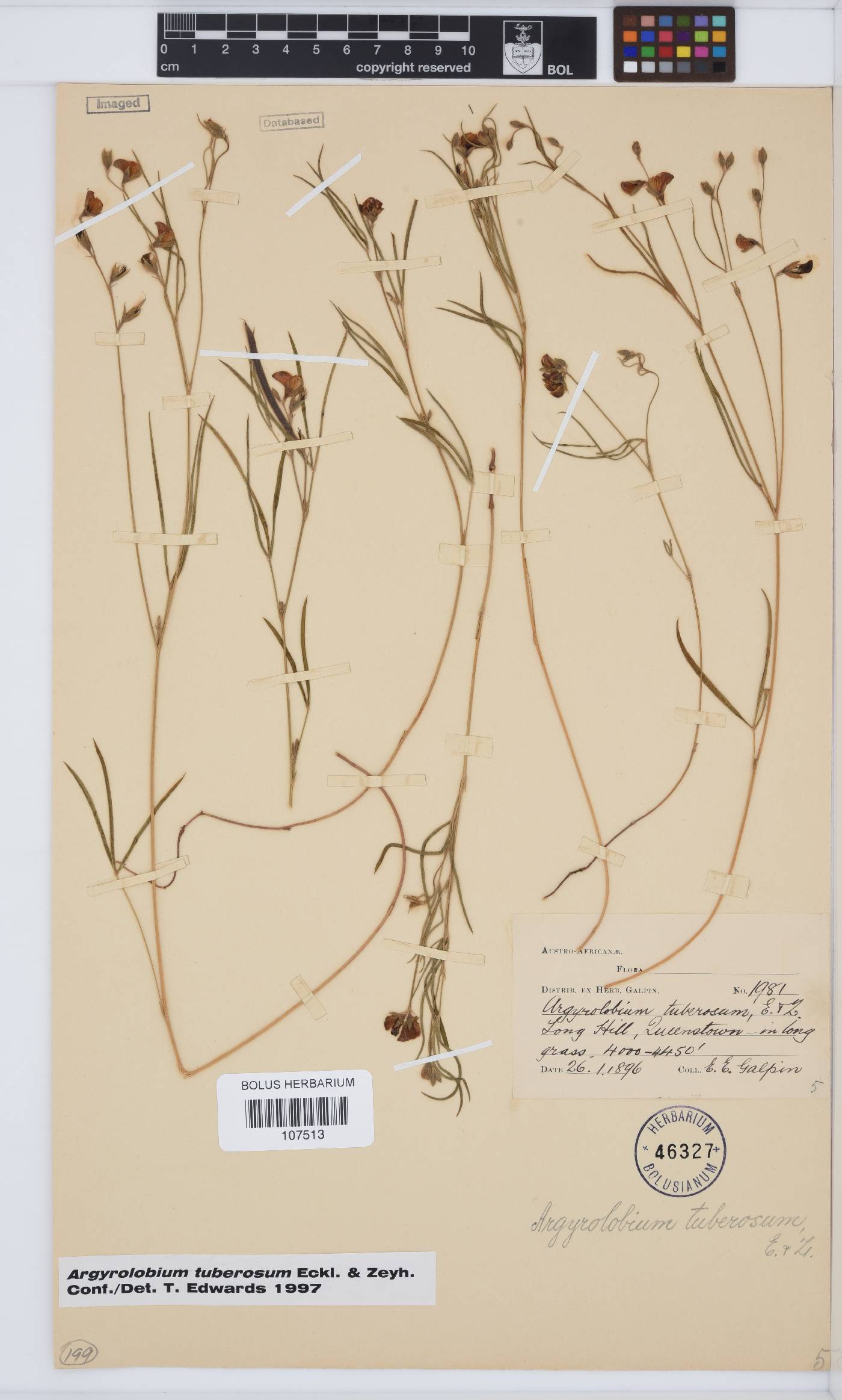 Argyrolobium tuberosum image