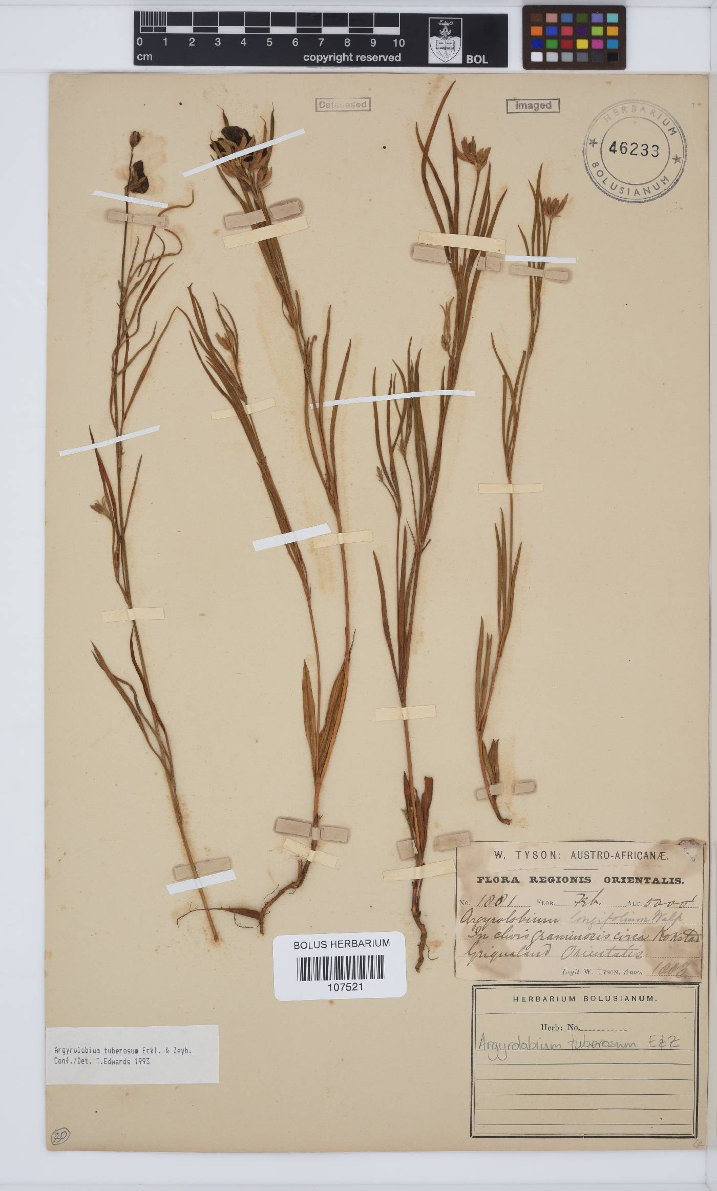 Argyrolobium tuberosum image