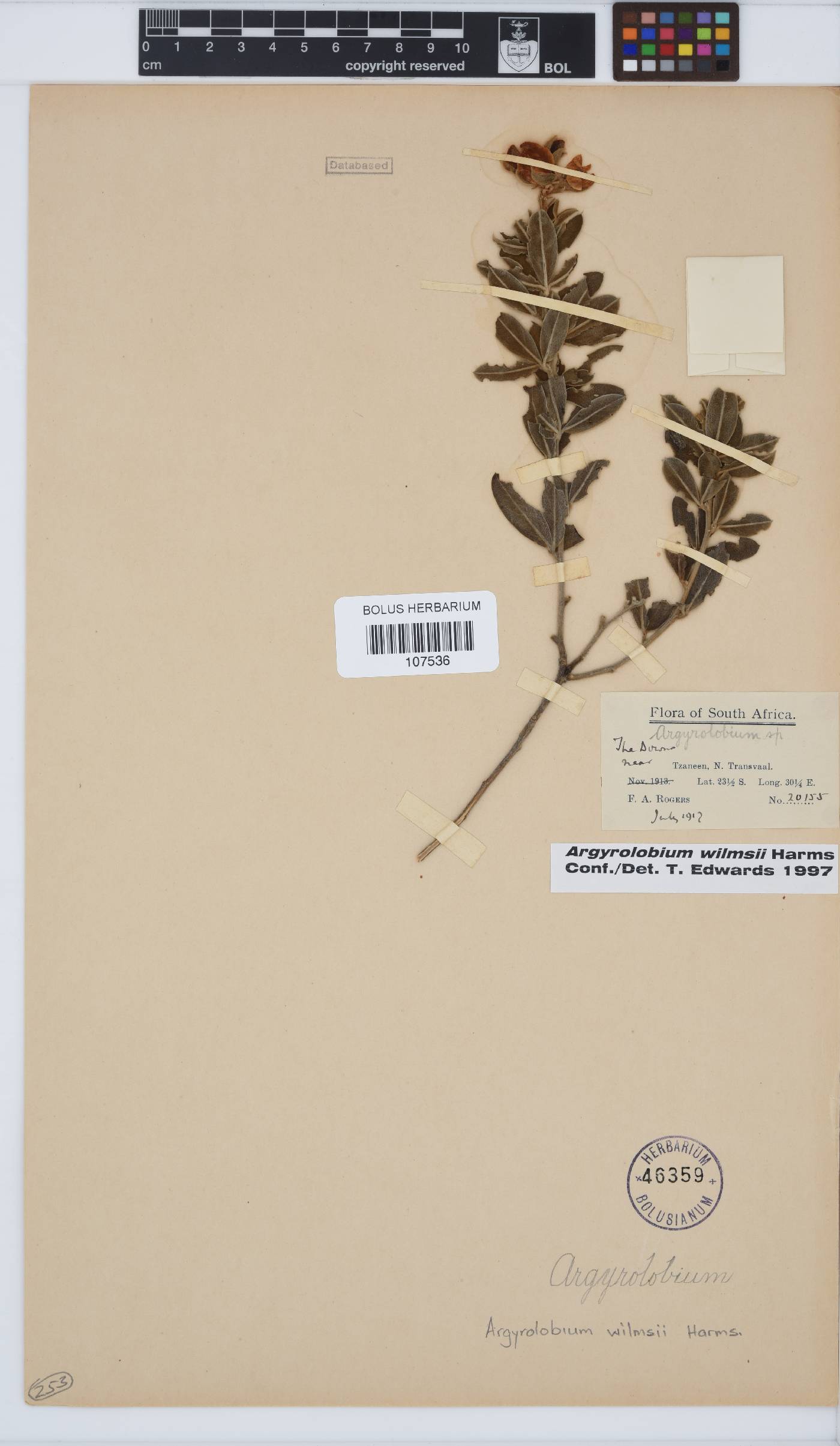 Argyrolobium image