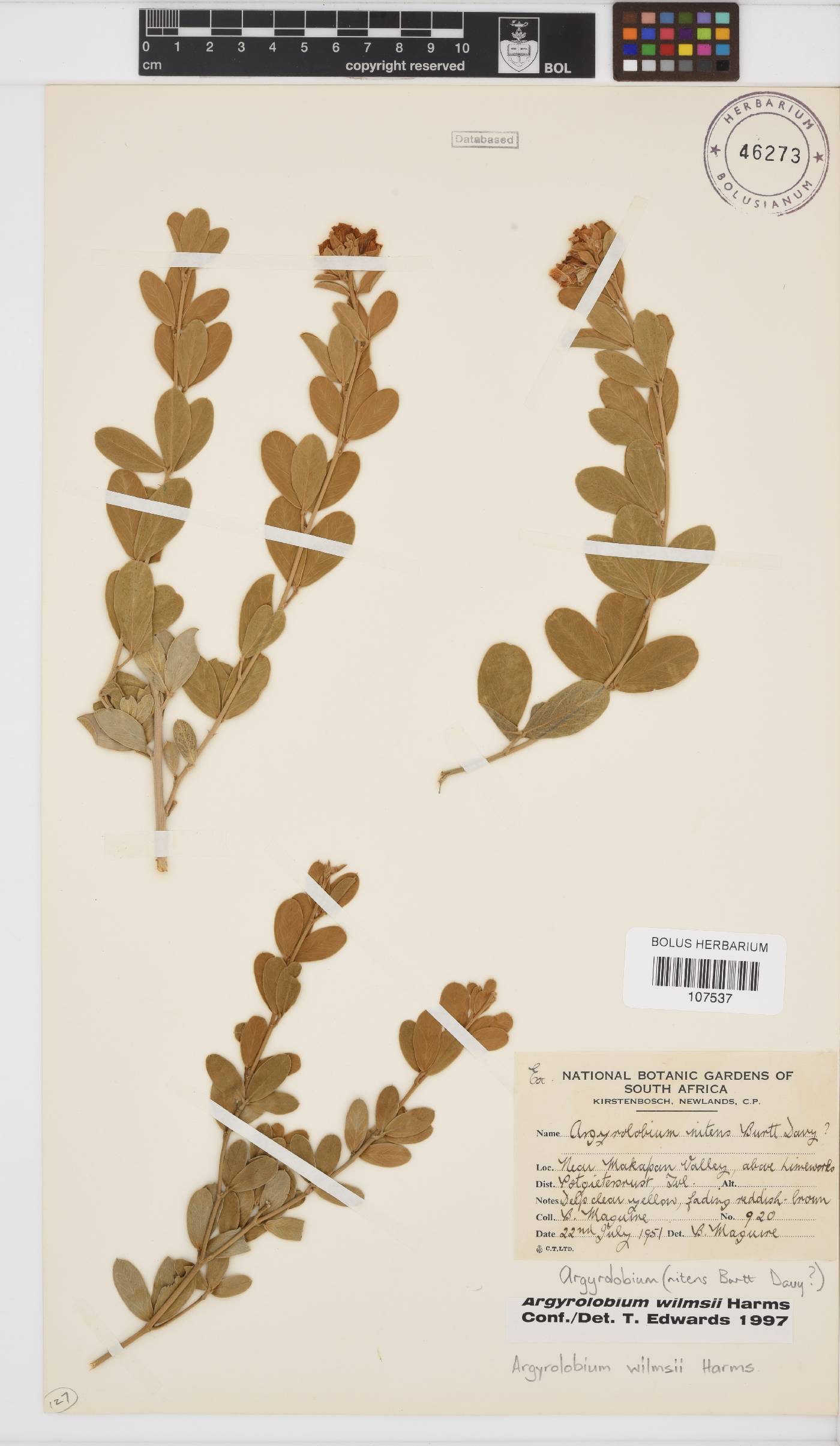 Argyrolobium wilmsii image