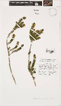 Image of Aspalathus laricifolia