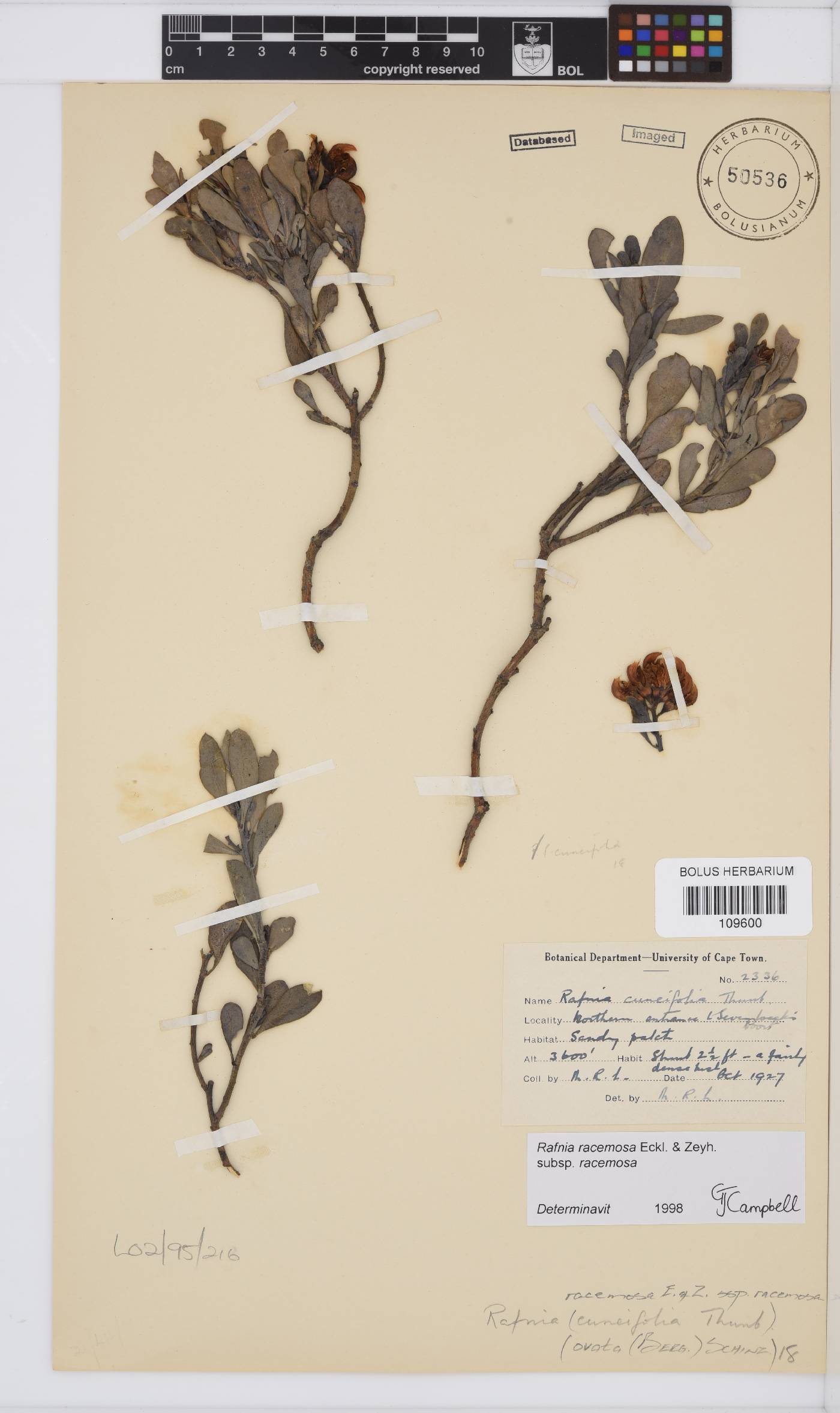 Rafnia racemosa image
