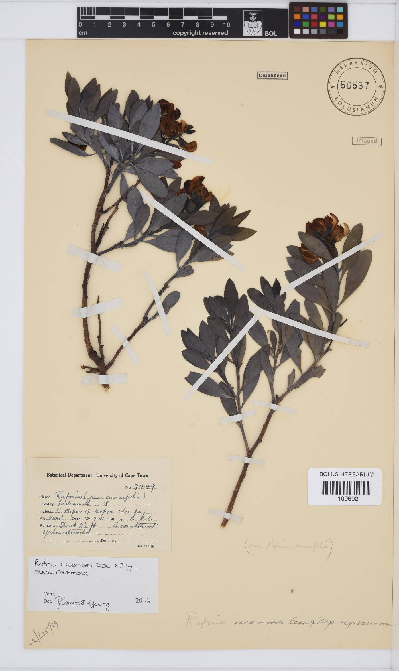 Rafnia racemosa image
