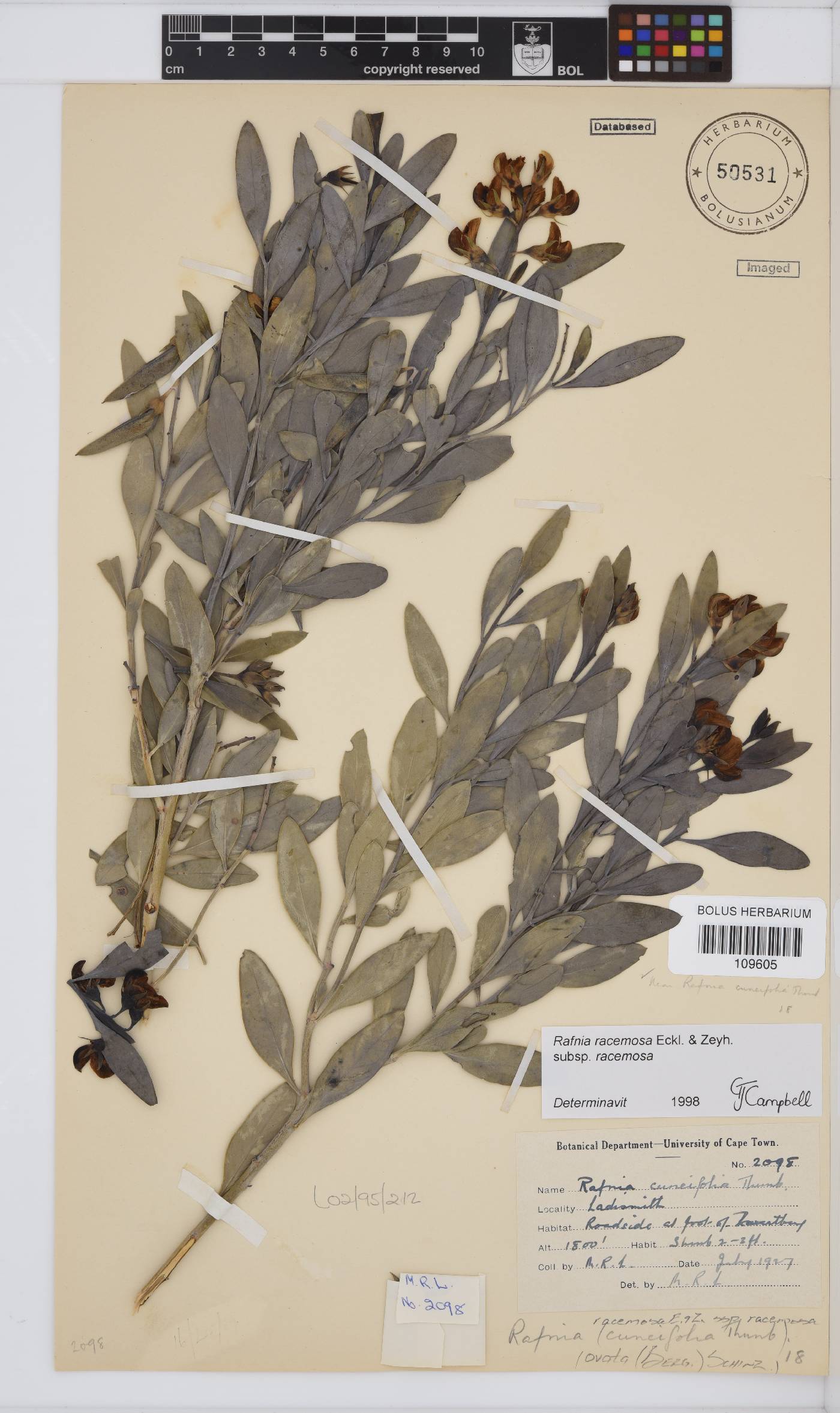 Rafnia racemosa image