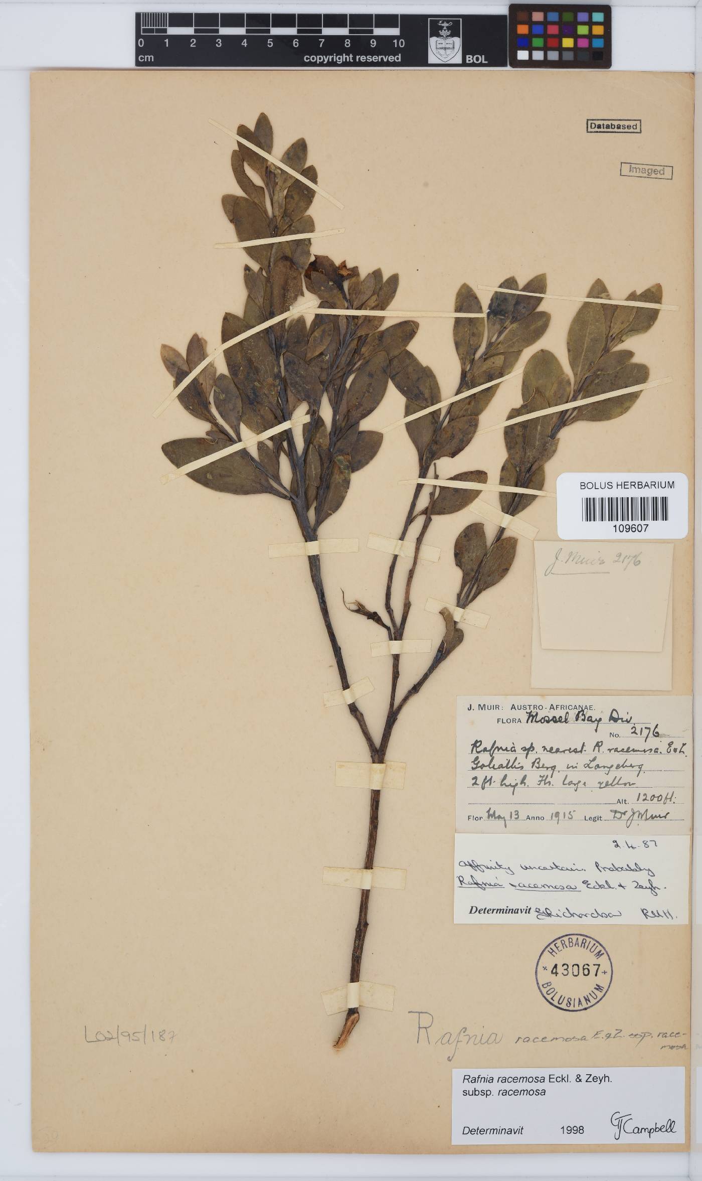 Rafnia racemosa image