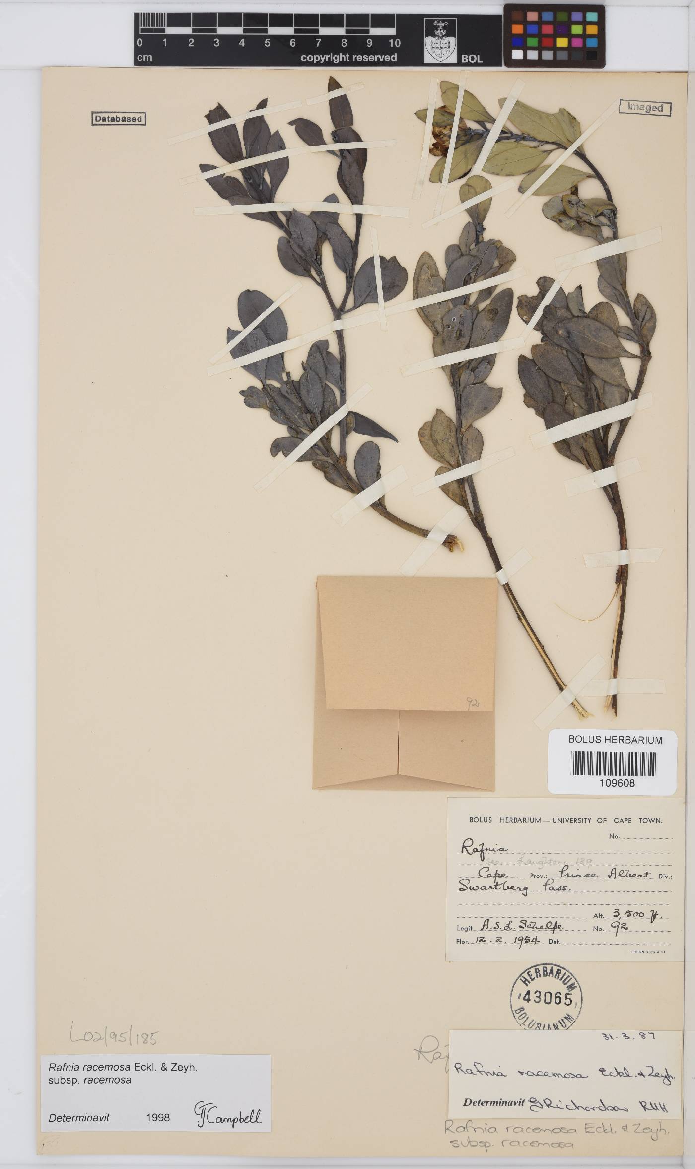 Rafnia racemosa image