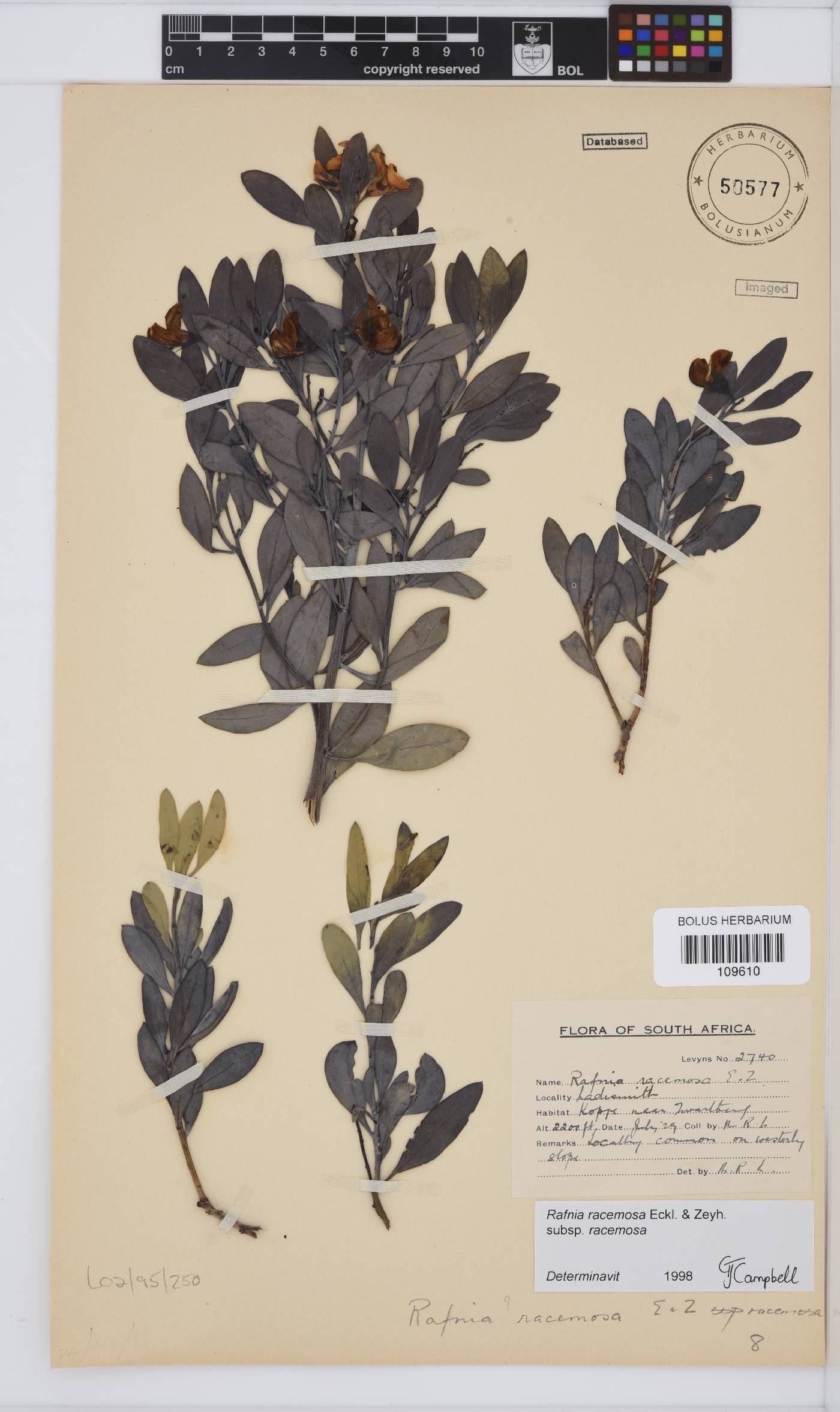 Rafnia racemosa image