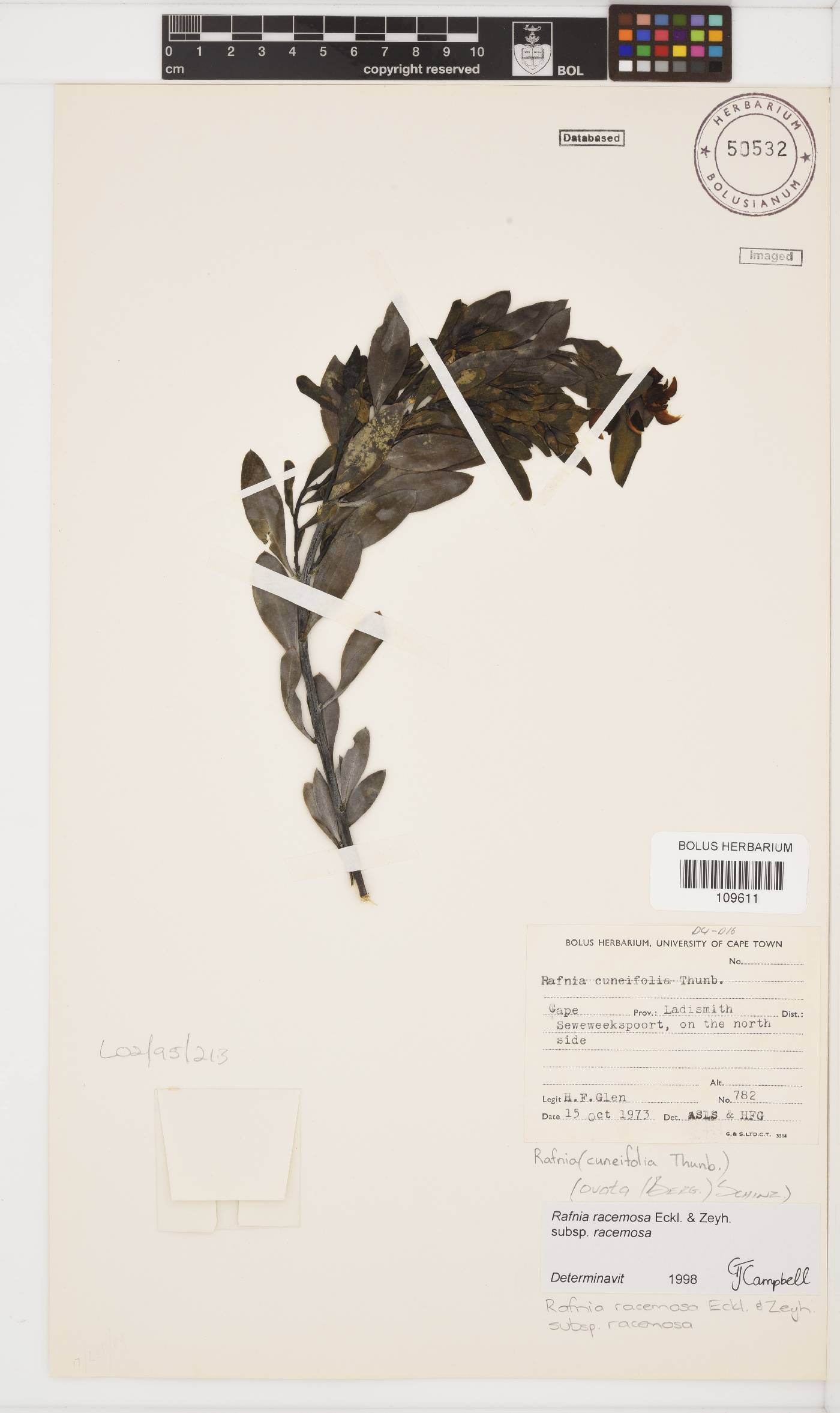 Rafnia racemosa image