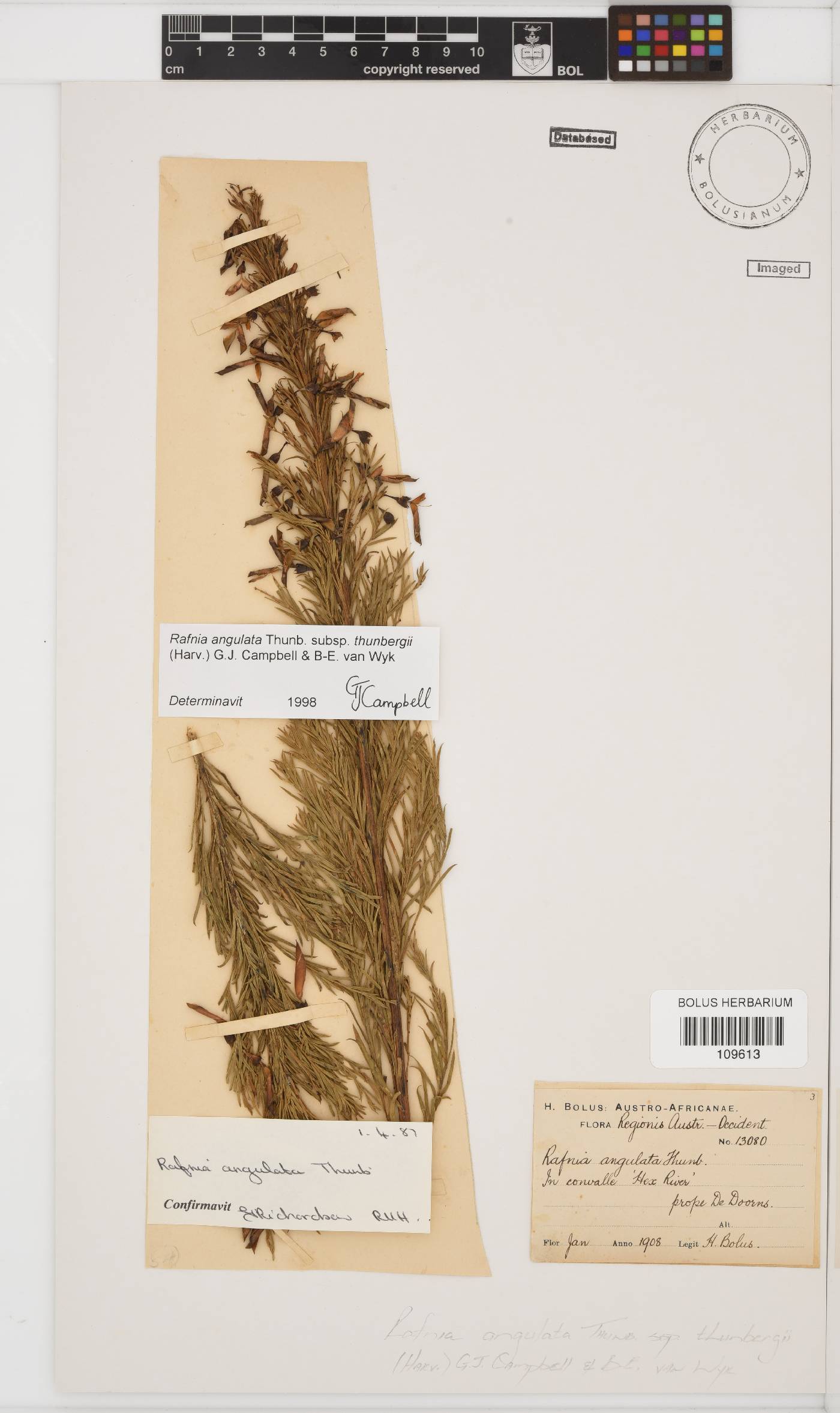 Rafnia angulata subsp. thunbergii image