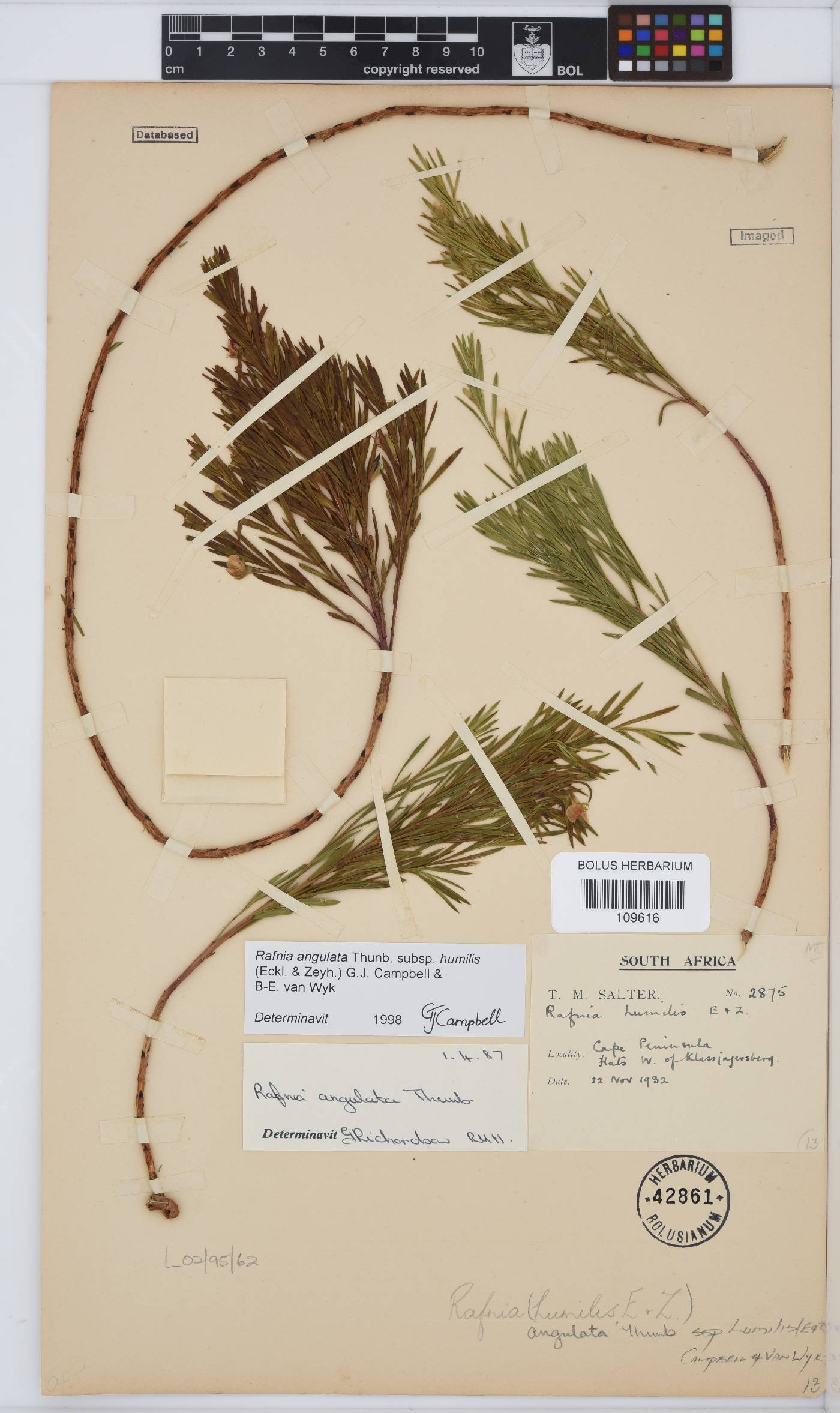 Rafnia angulata subsp. humilis image
