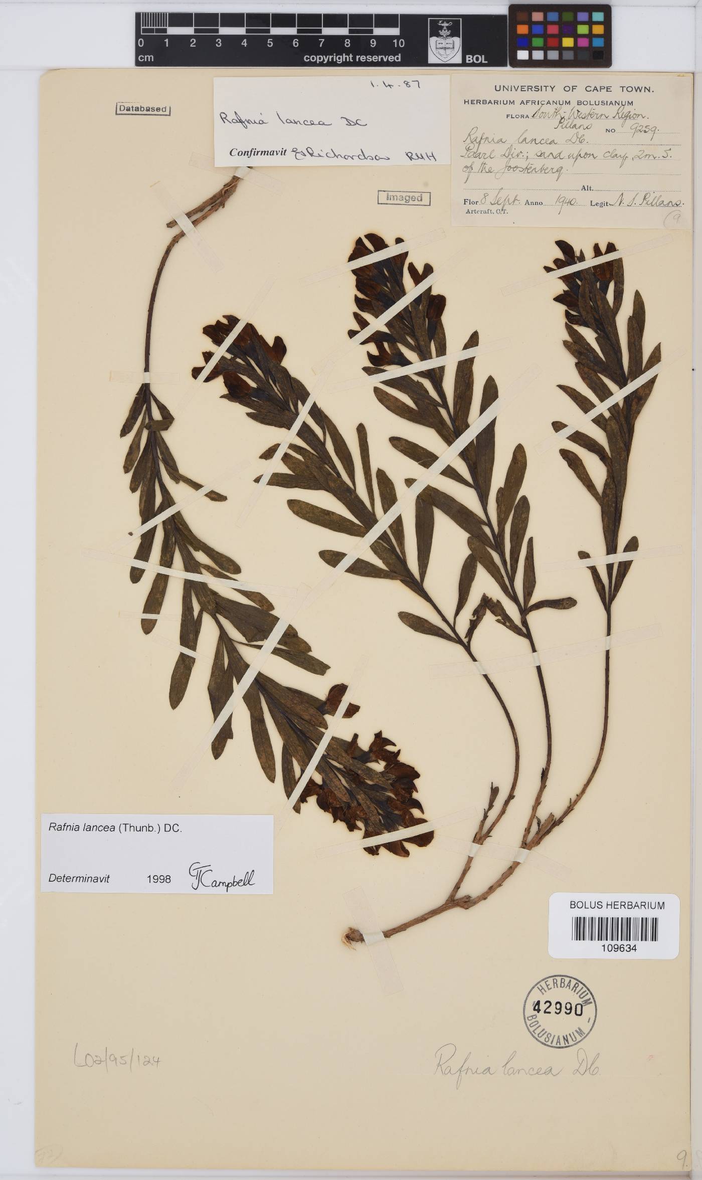 Rafnia lancea image