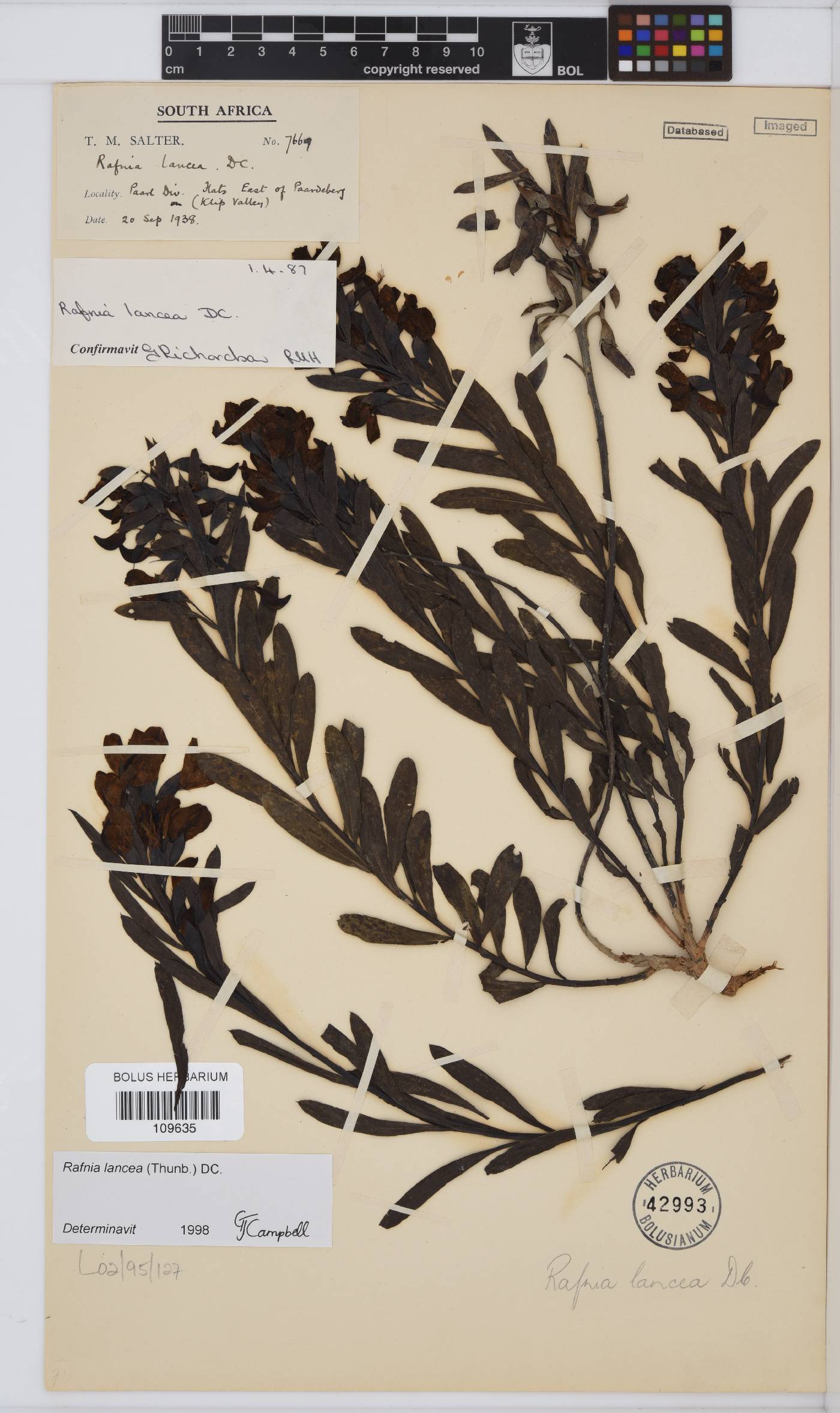 Rafnia lancea image