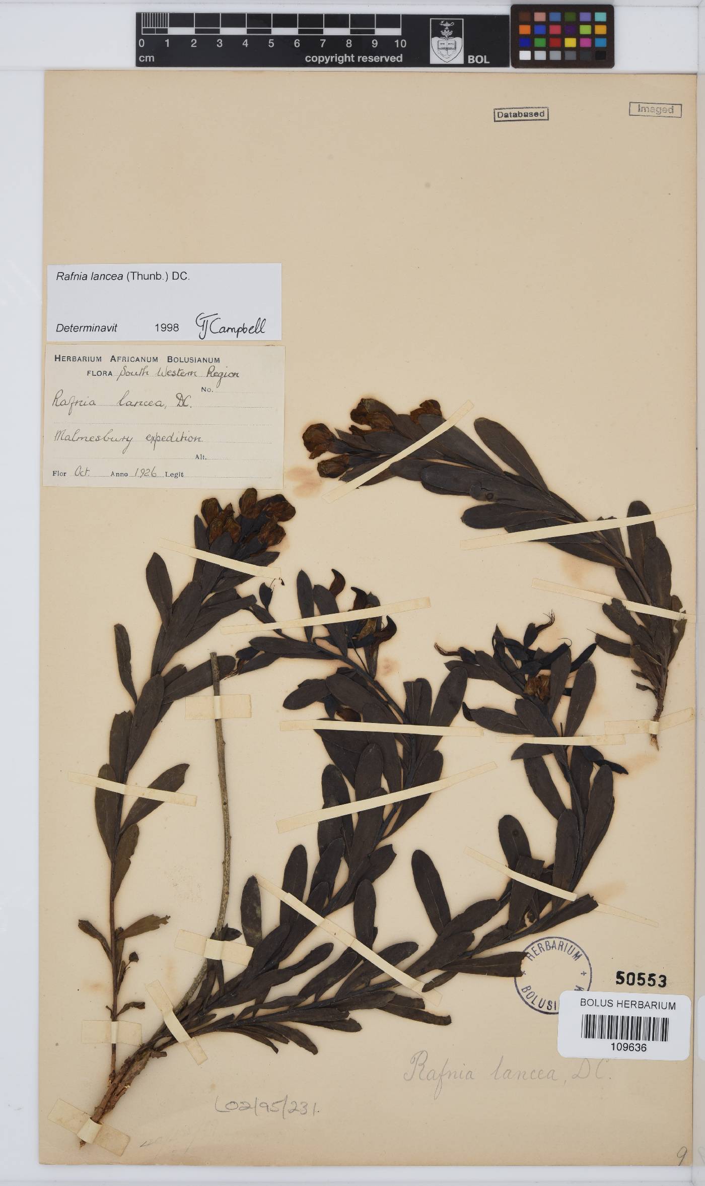 Rafnia lancea image