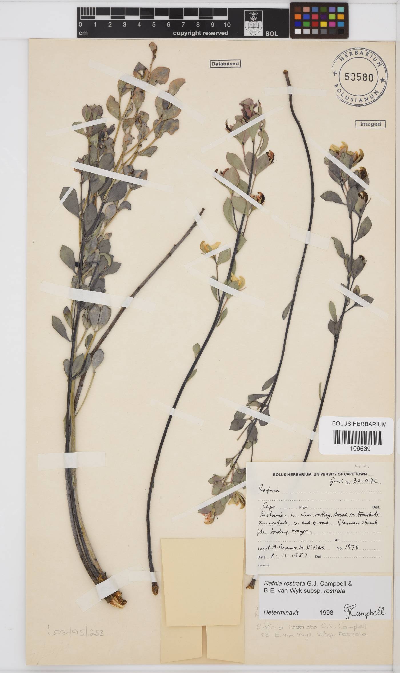 Rafnia rostrata image