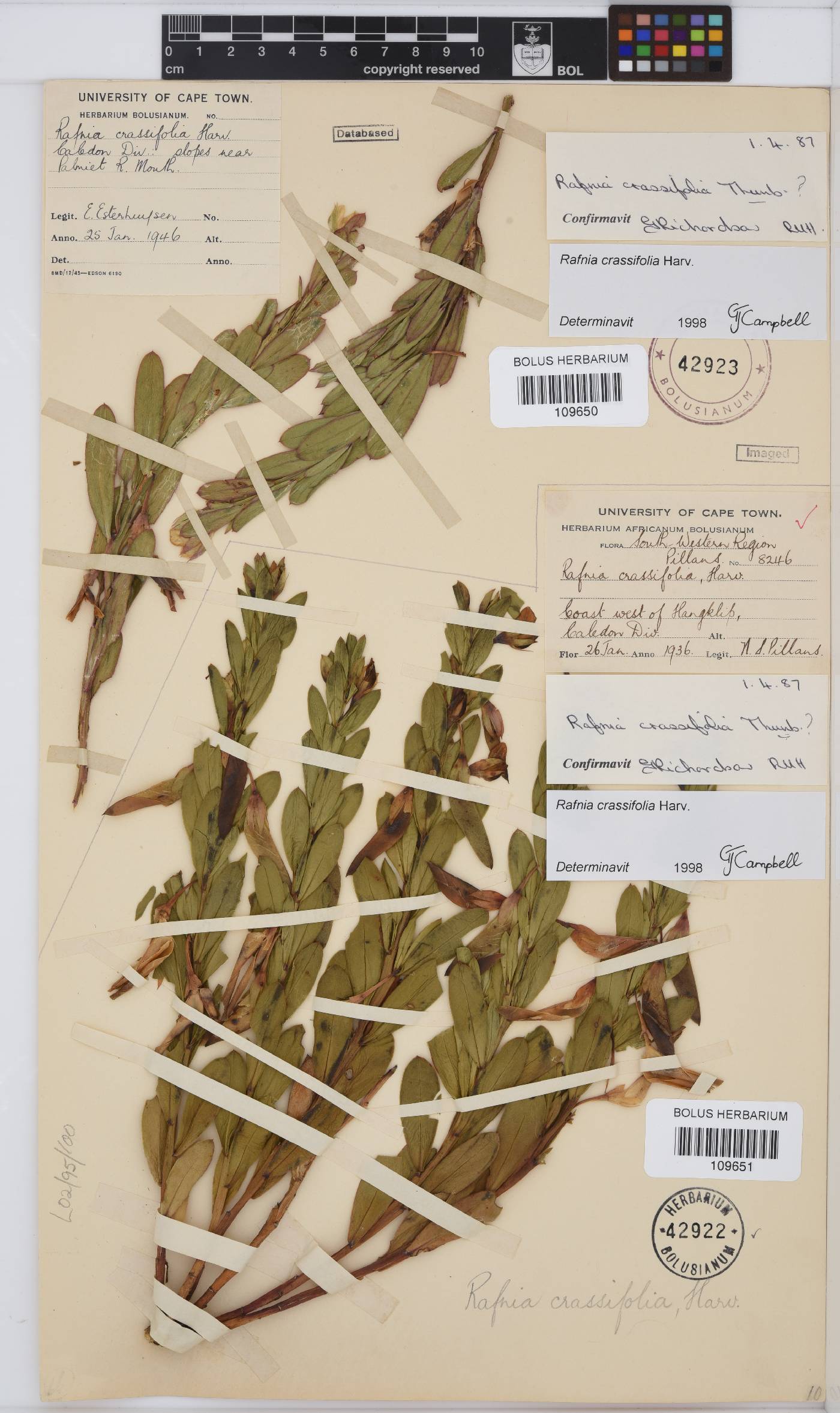 Rafnia crassifolia image