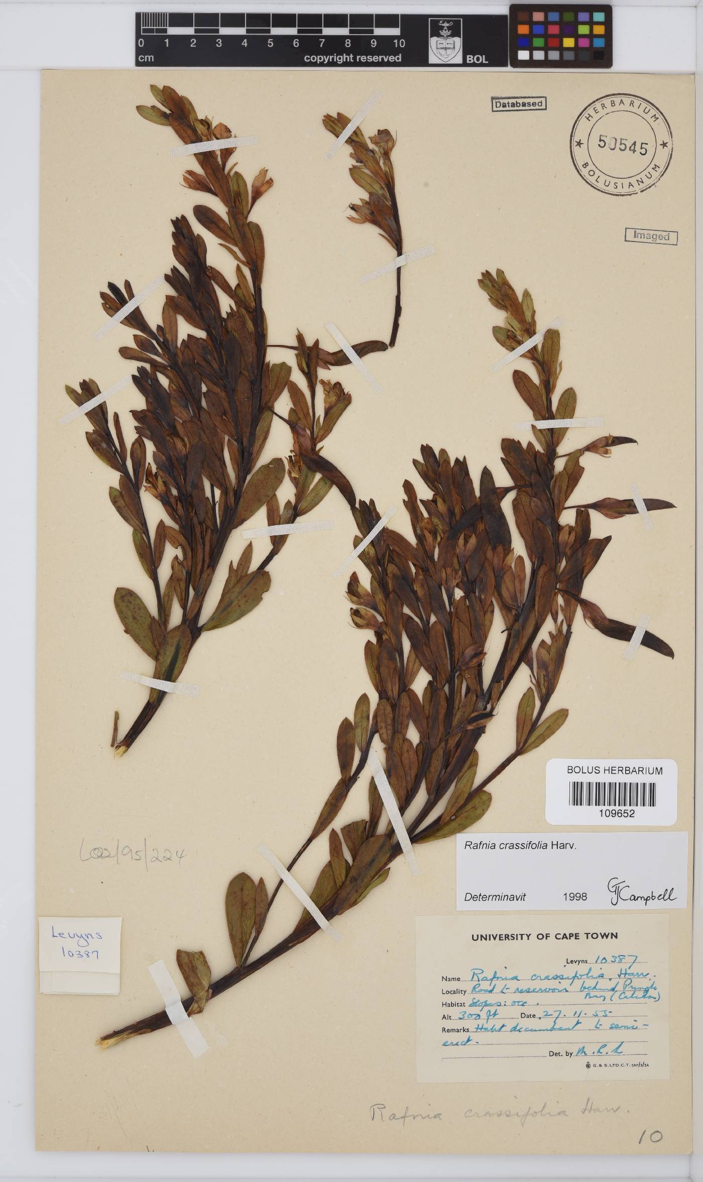 Rafnia crassifolia image