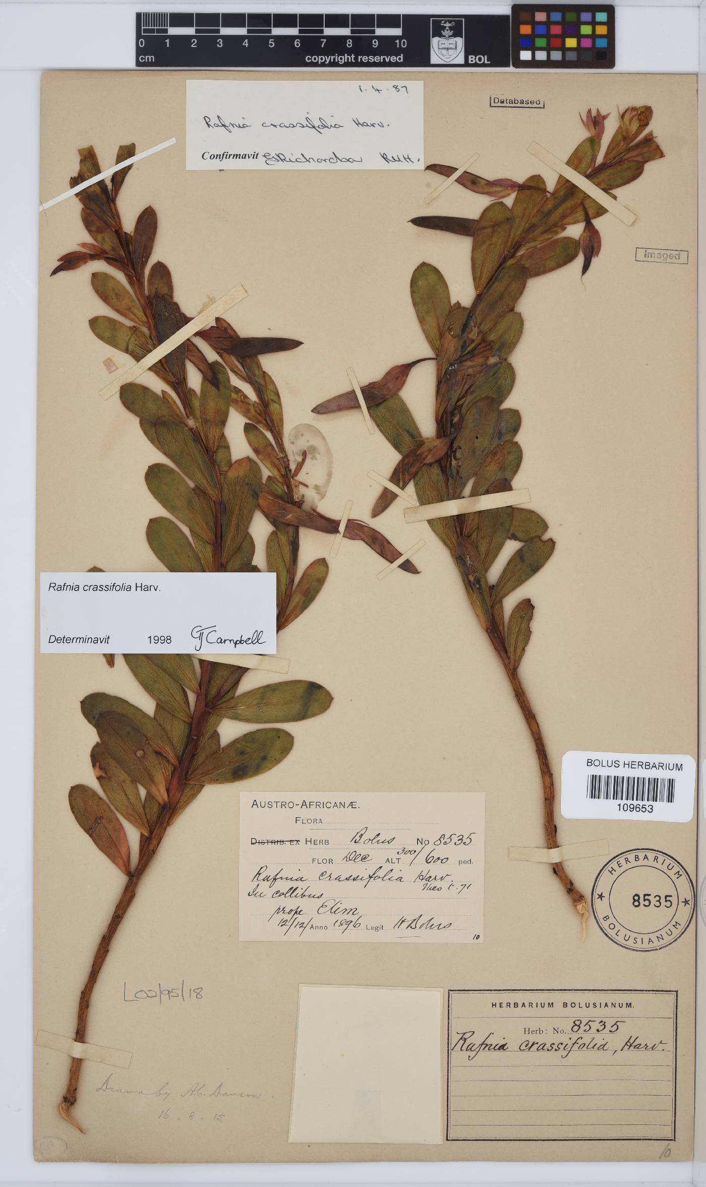 Rafnia crassifolia image